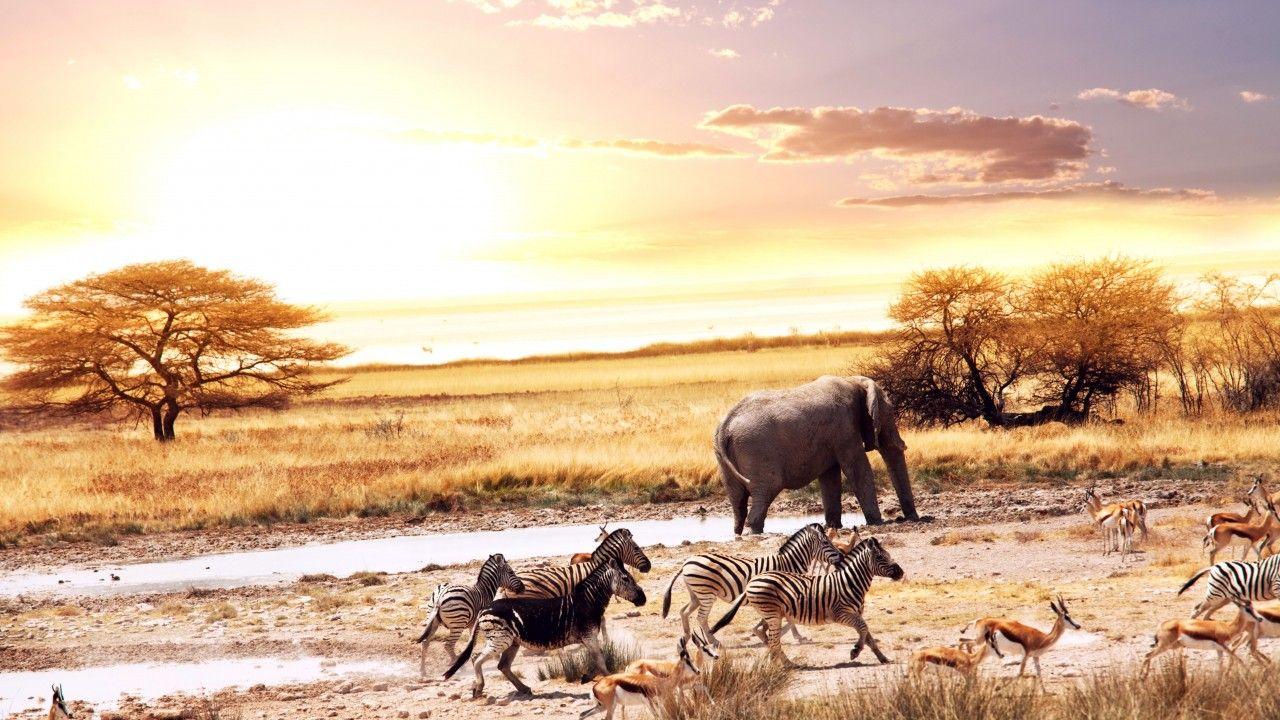 1280x720 Wallpaper African Savanna, African Elephants, Zebras, Deers