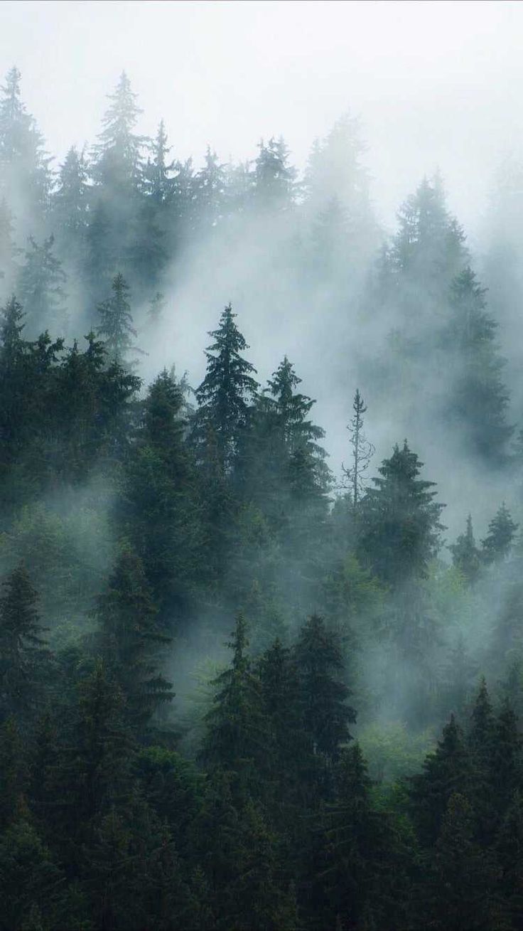 736x1309 Foggy Forest Wallpaper