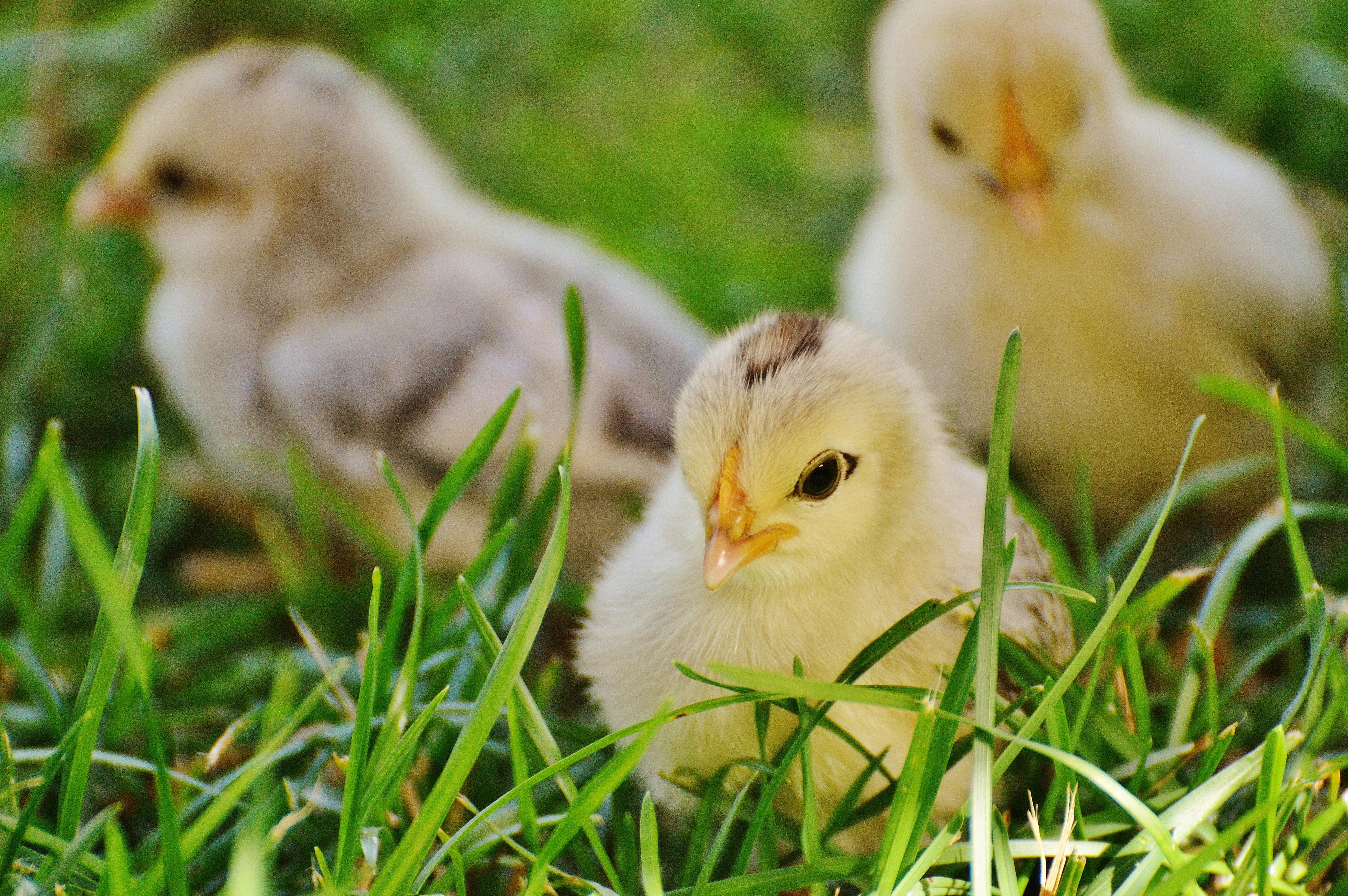 6016x4000 Poultry Photo, Download The BEST Free