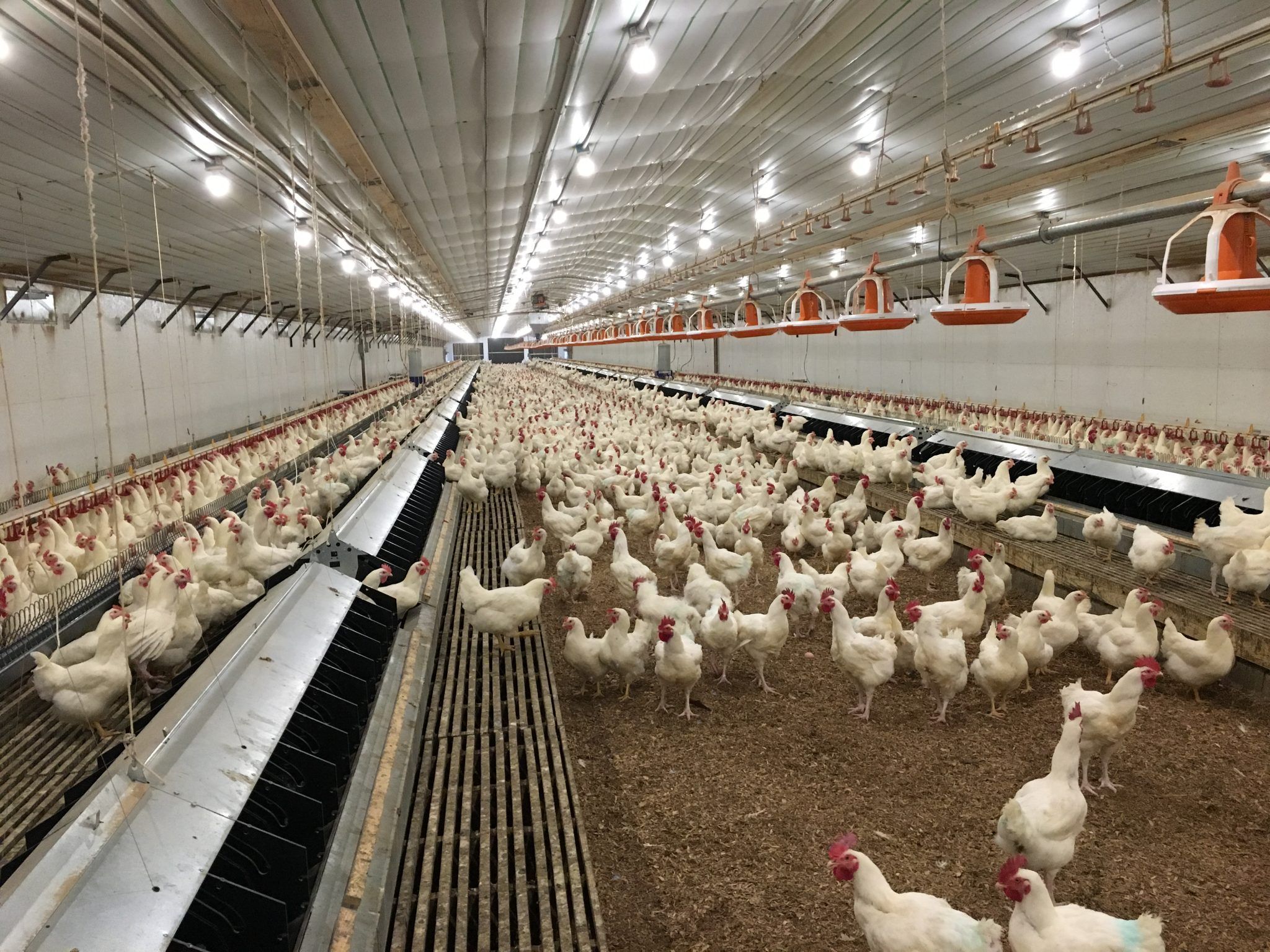 Poultry Farm Wallpapers Top Free Poultry Farm Backgrounds poultry-farm-wallpapers-top-free-poultry-farm-backgrounds