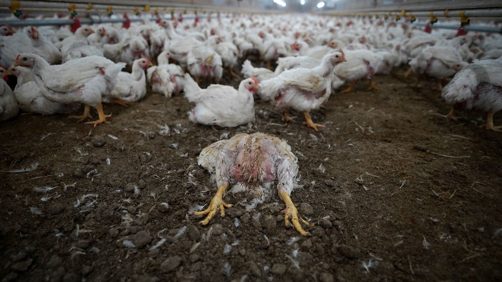 1600x900 Rescuing Farm Animals From Cruelty
