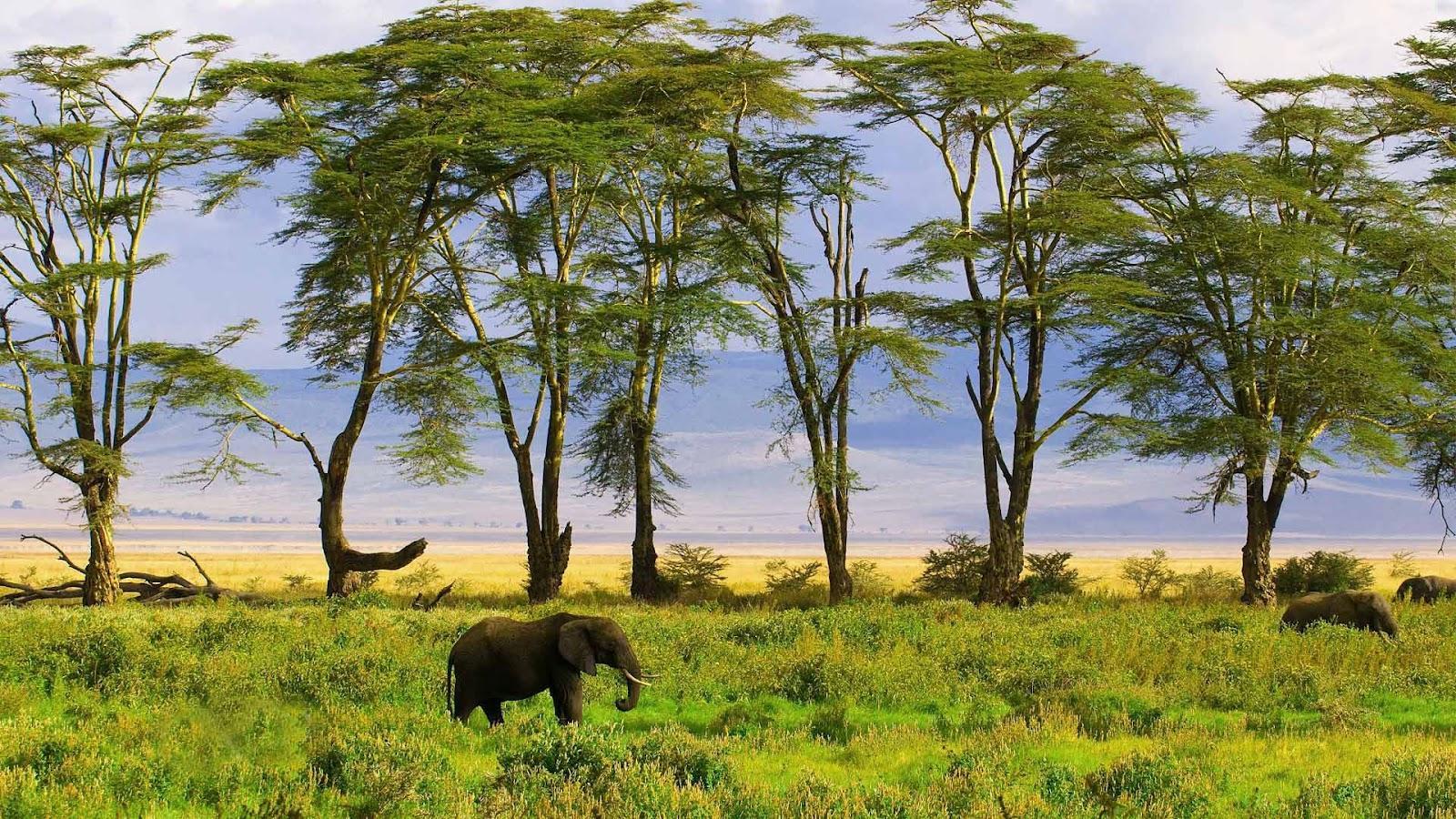 1600x900 African Animal Wallpaper
