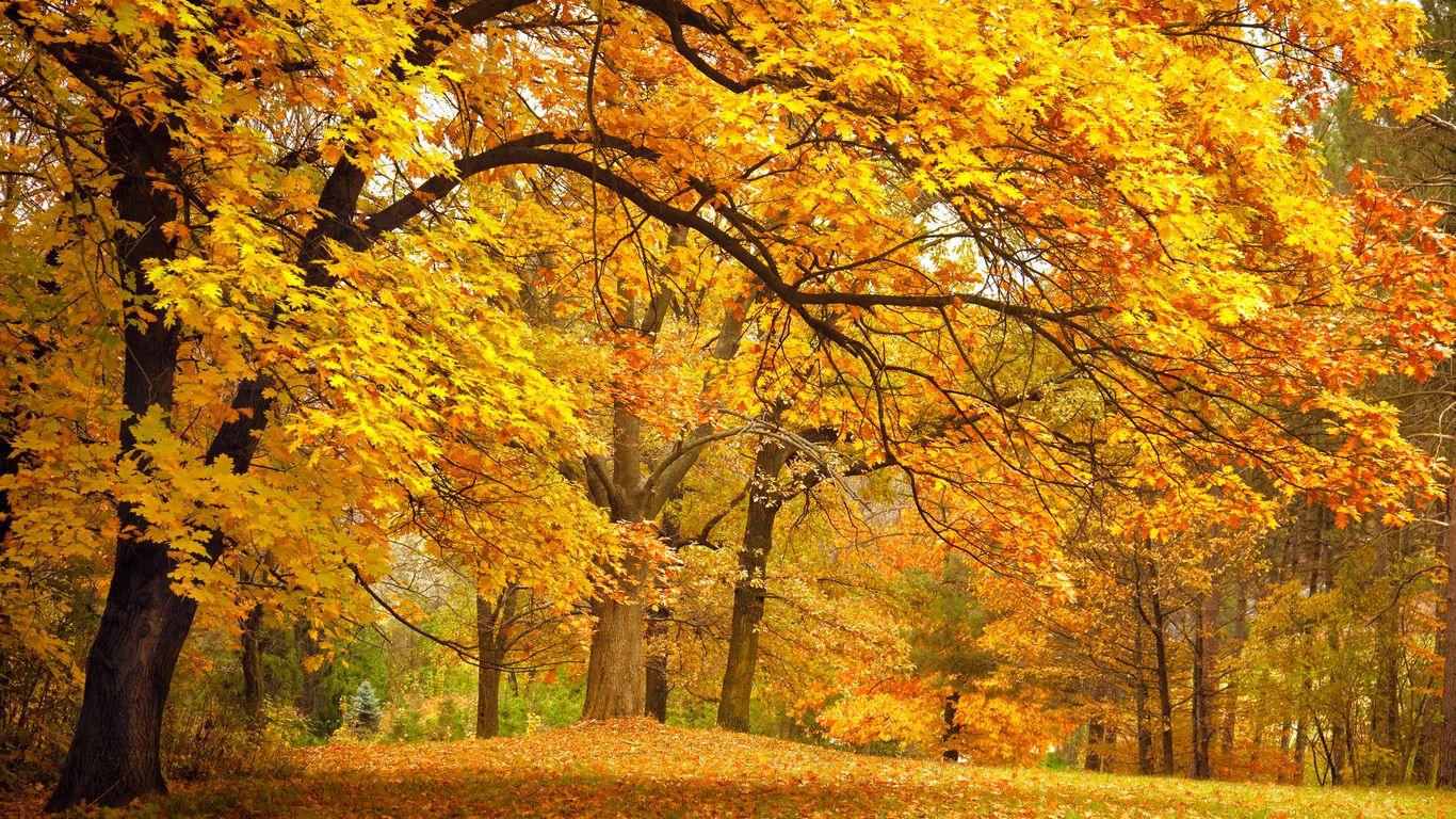 1366x768 Download desktop wallpaper Indian summer
