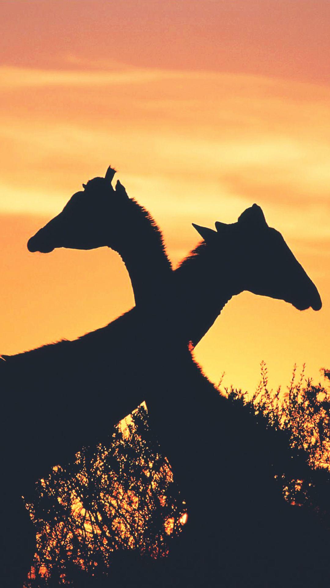1080x1920 Giraffe Love Africa Sunset Android Wallpaper free download