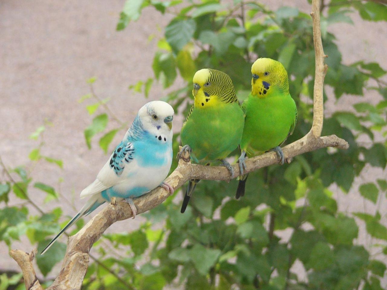 1280x960 Love Birds Wallpaper