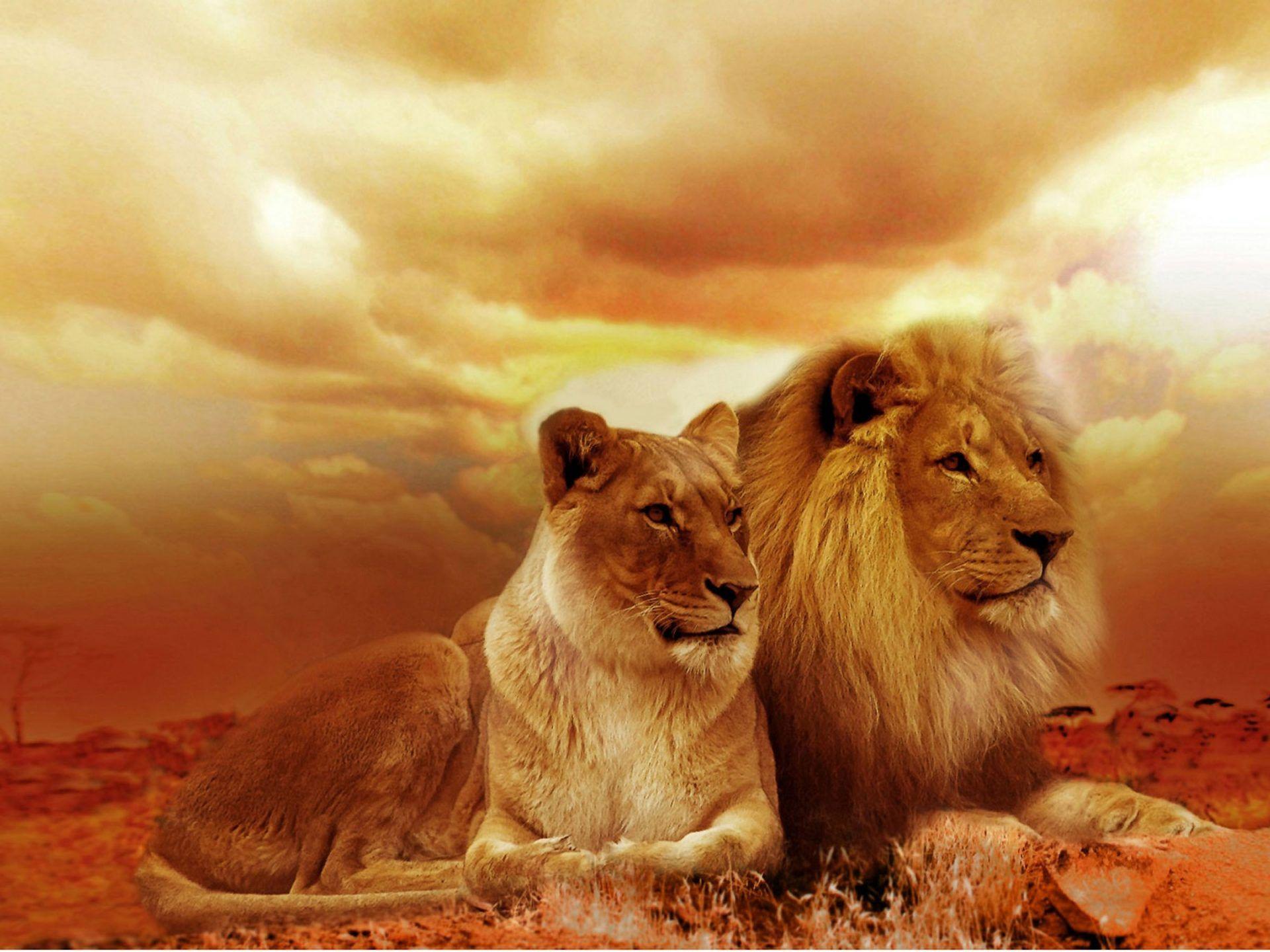 1920x1440 African Lions Couple HD Wallpaper For Mobile Phones