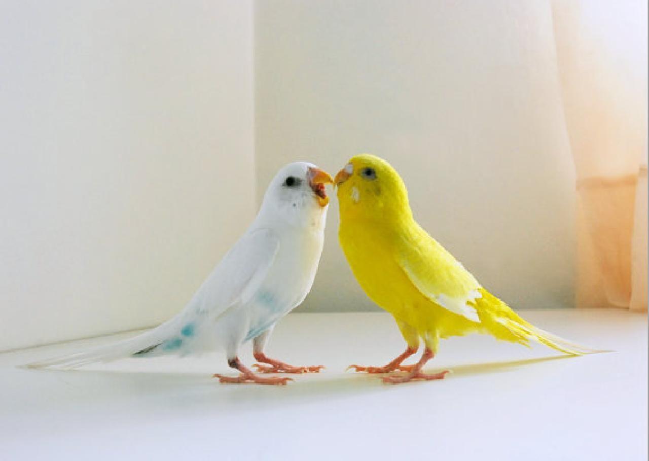1280x909 African Love Bird Site About African Love Birds