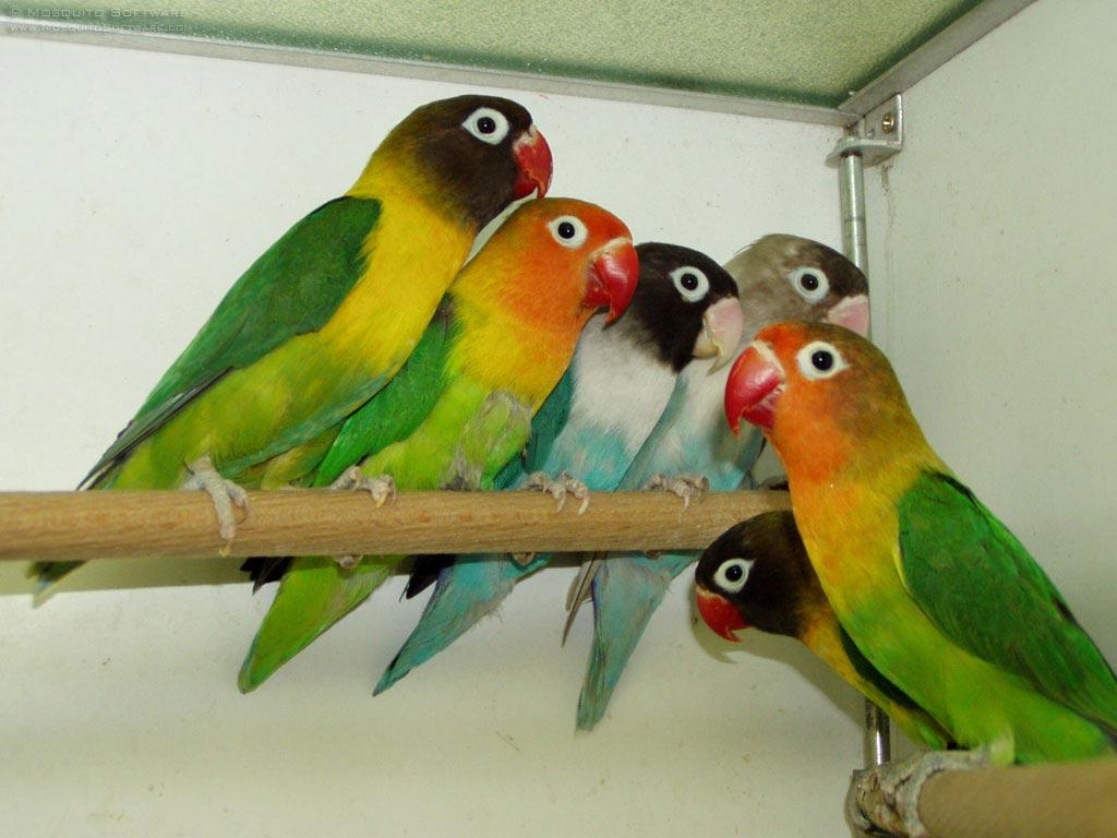1024x768 Free download PicturePool Love Birds Wallpaper Beautiful