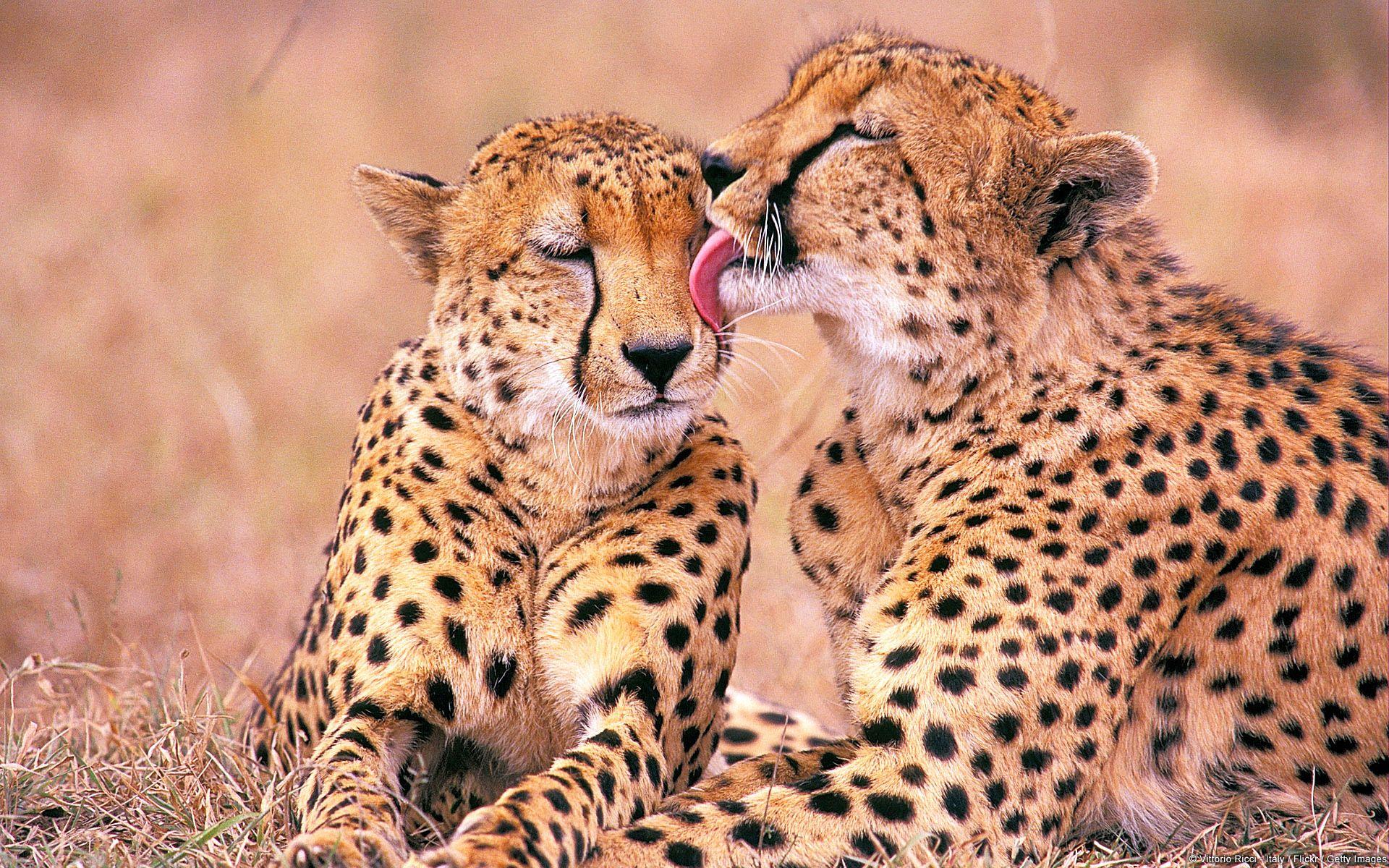 1920x1200 South African Cheetahs # 1920x1200. All For Desktop