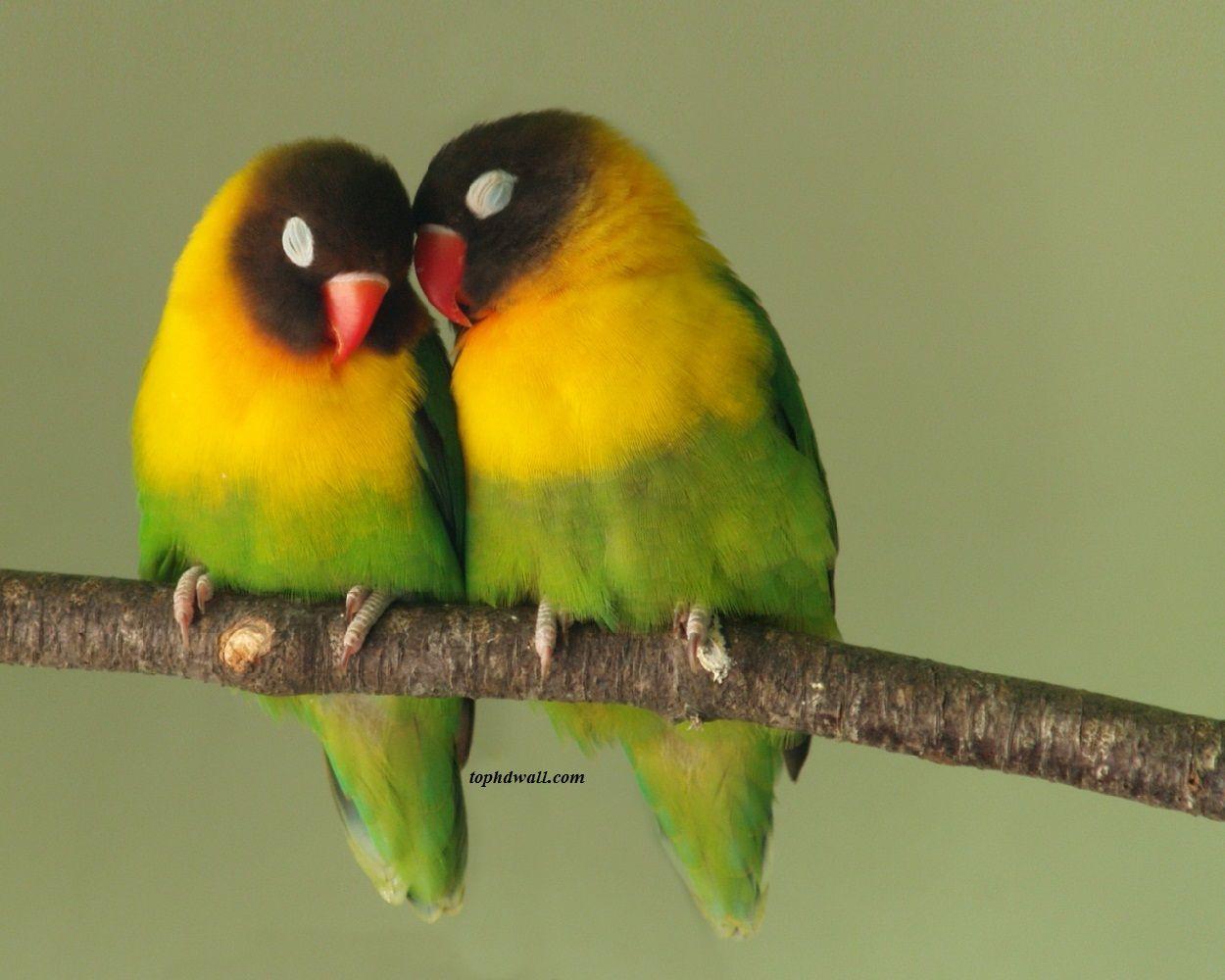 1250x1000 Love Bird Wallpaper Wallpaper 1250x1000