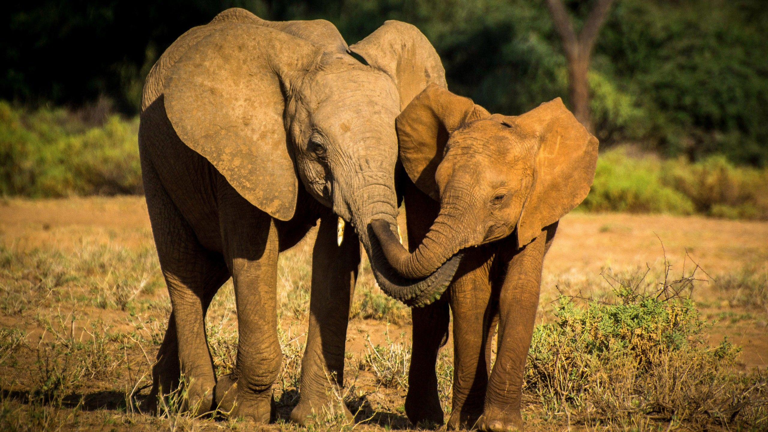 2560x1440 Mother Elephant Love To His Child
