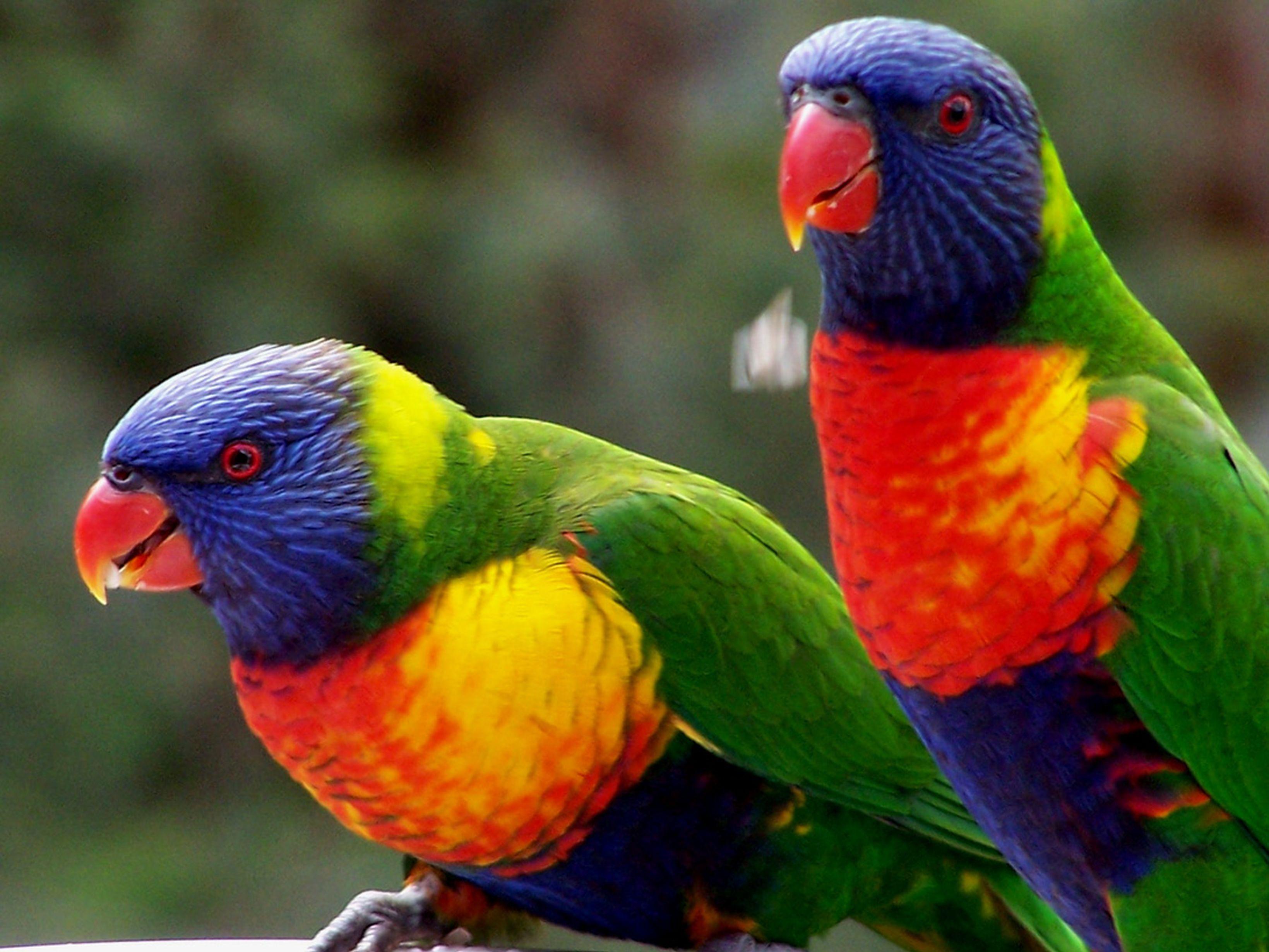 3279x2460 Rainbow Lorikeet