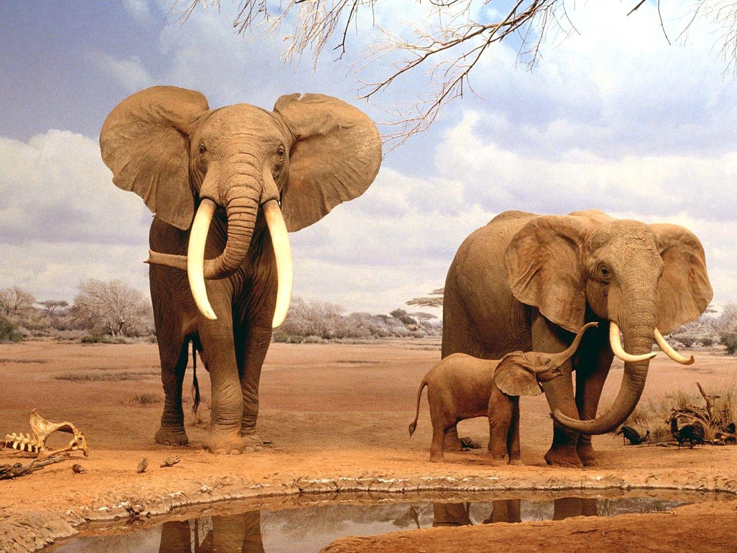 1504x1128 Elephants, Family, Pet Love, Amazing Pets, Widescreen
