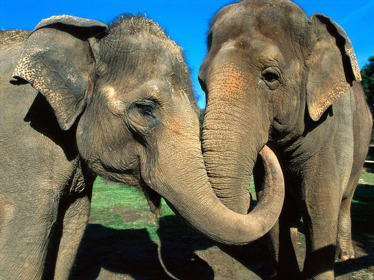 1280x960 Elephants In Love Wallpaper Times EN