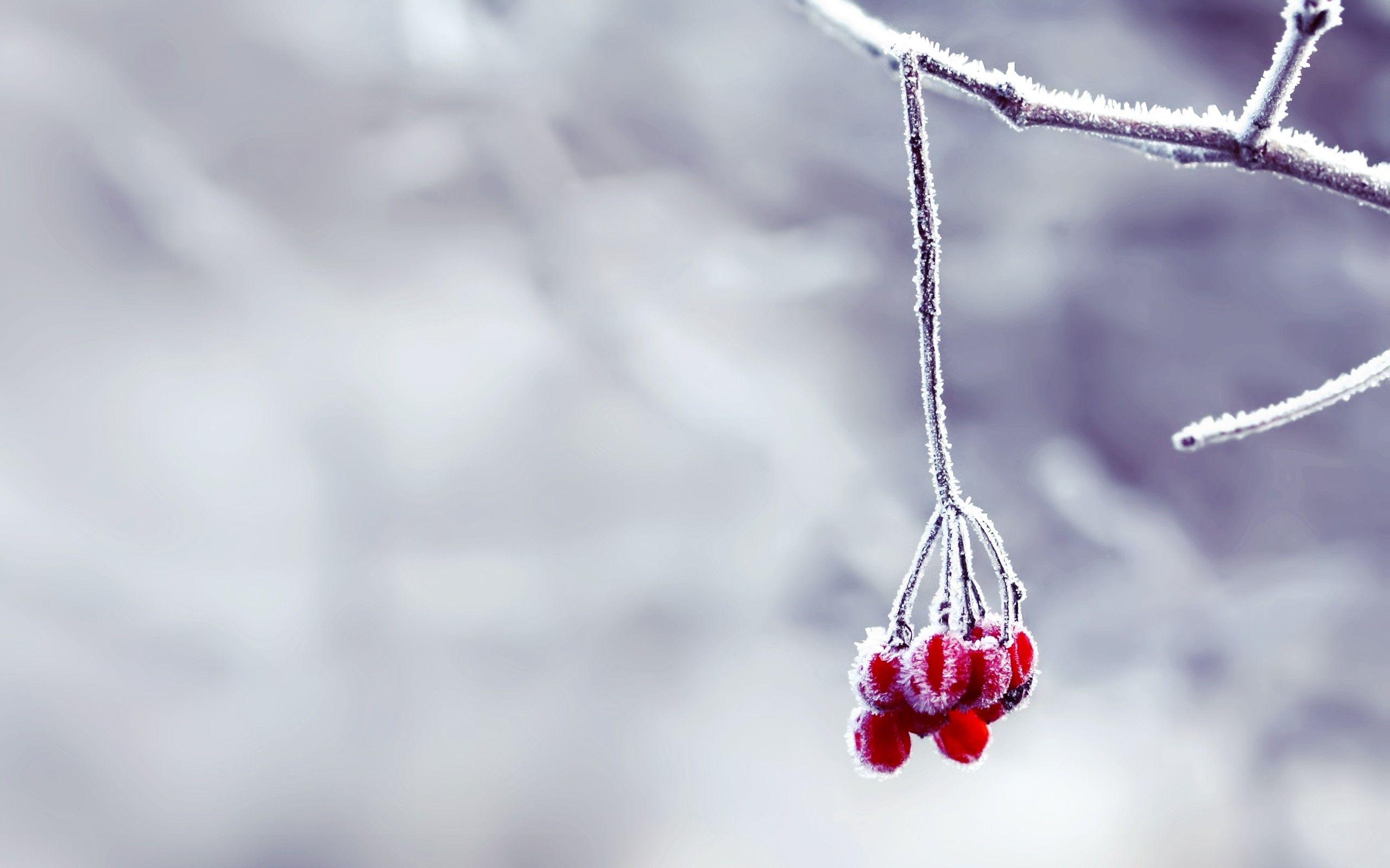 2560x1600 Surrounded By Snow Flower HD Wallpaper 2560x1600