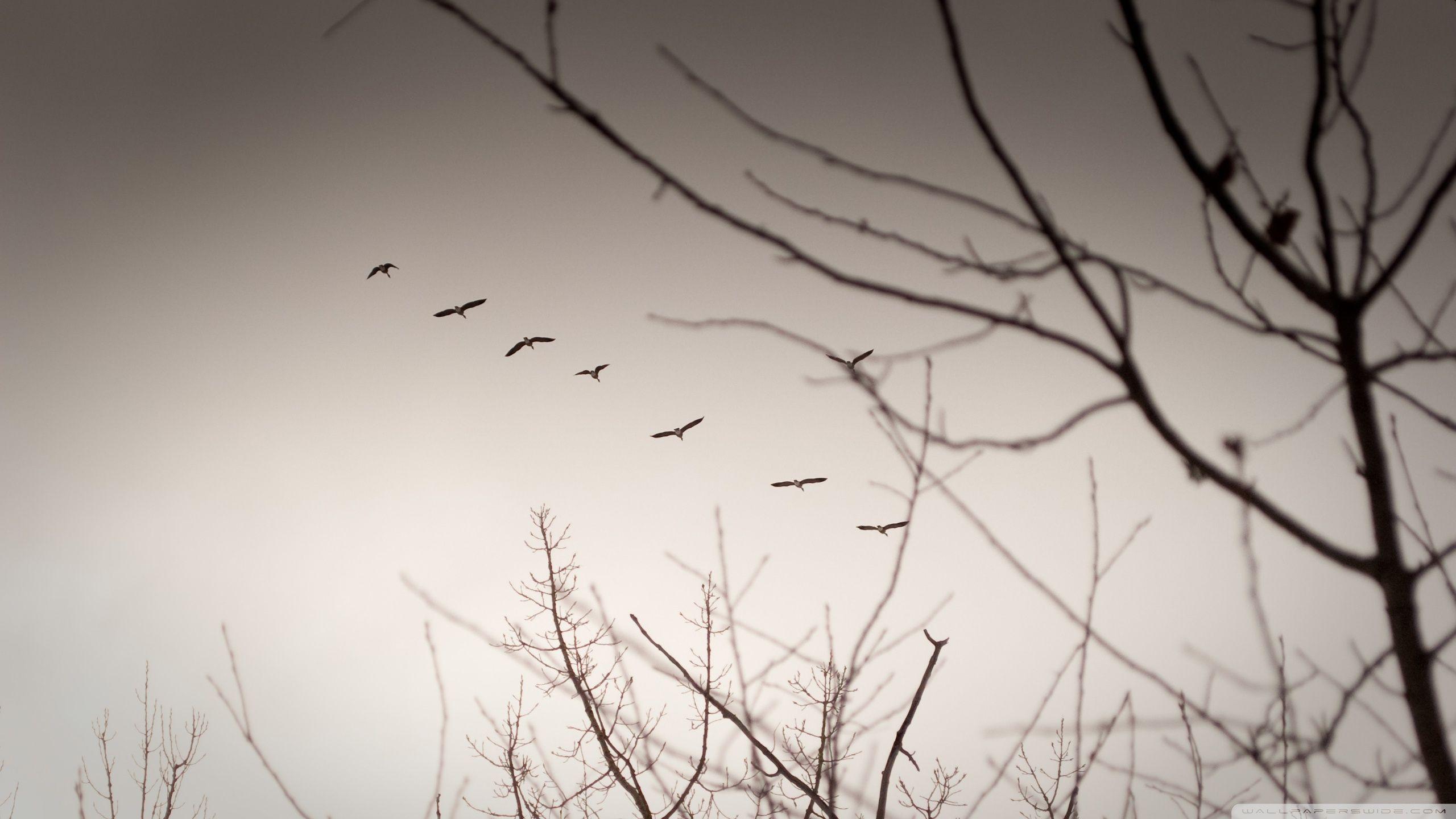 2560x1440 Vintage Geese ❤ 4K HD Desktop Wallpaper for 4K Ultra HD TV