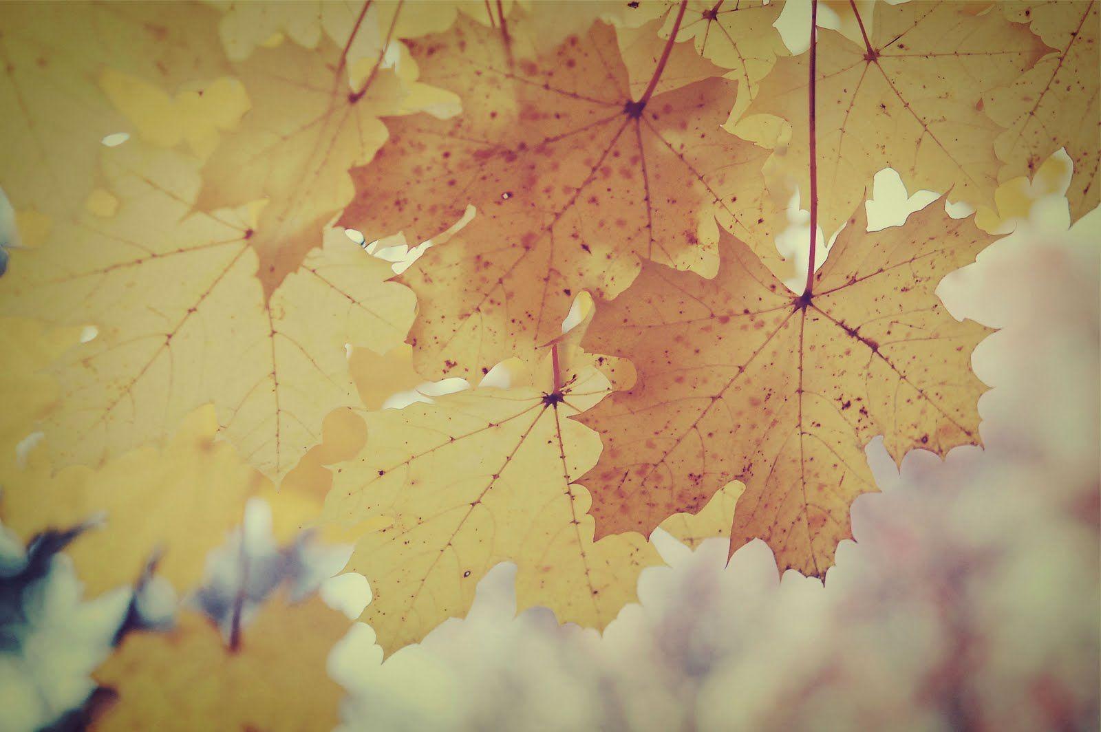 Vintage Fall Desktop Wallpapers - Top Free Vintage Fall Desktop