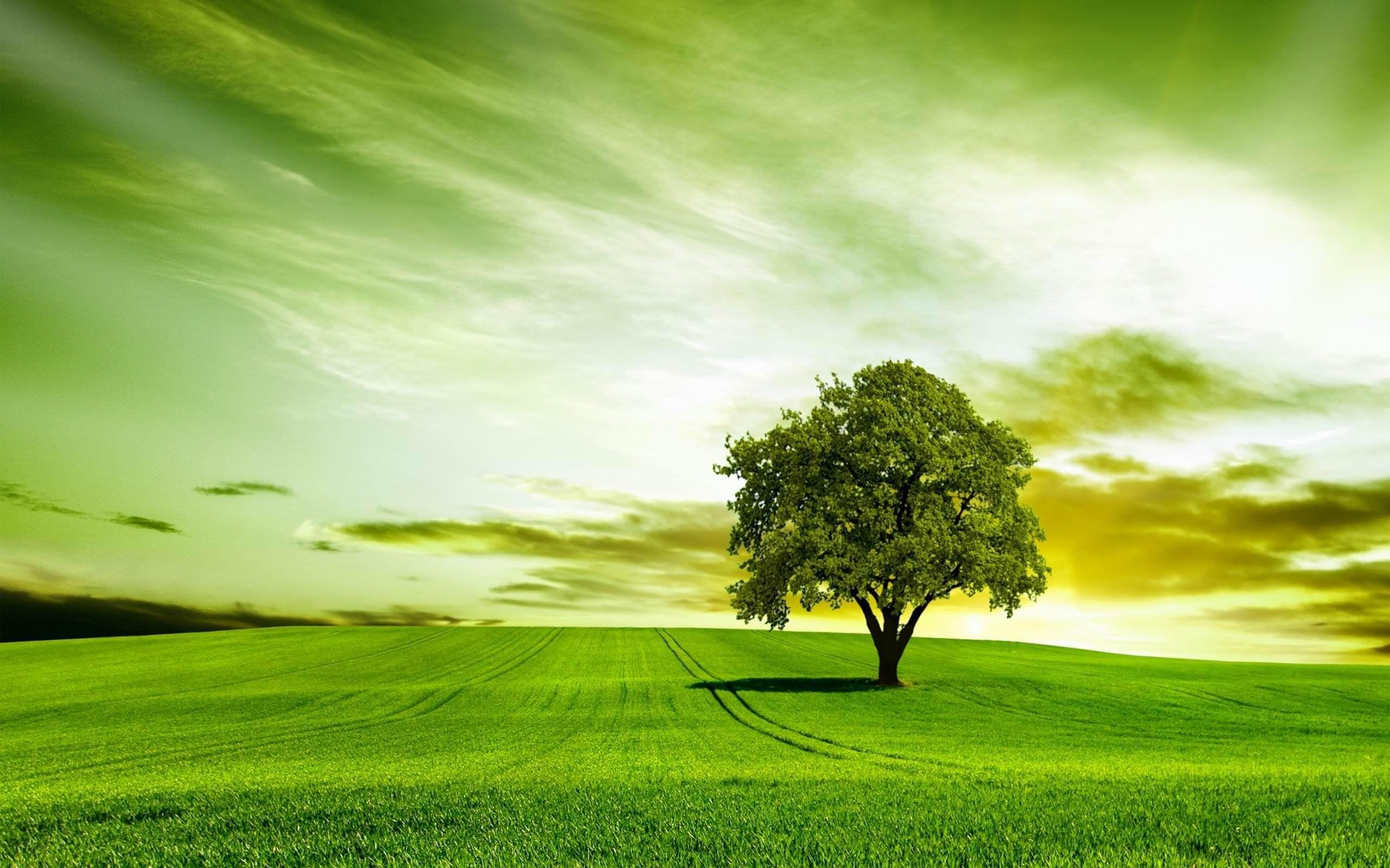 Green Tree Wallpapers - Top Free Green Tree Backgrounds - WallpaperAccess