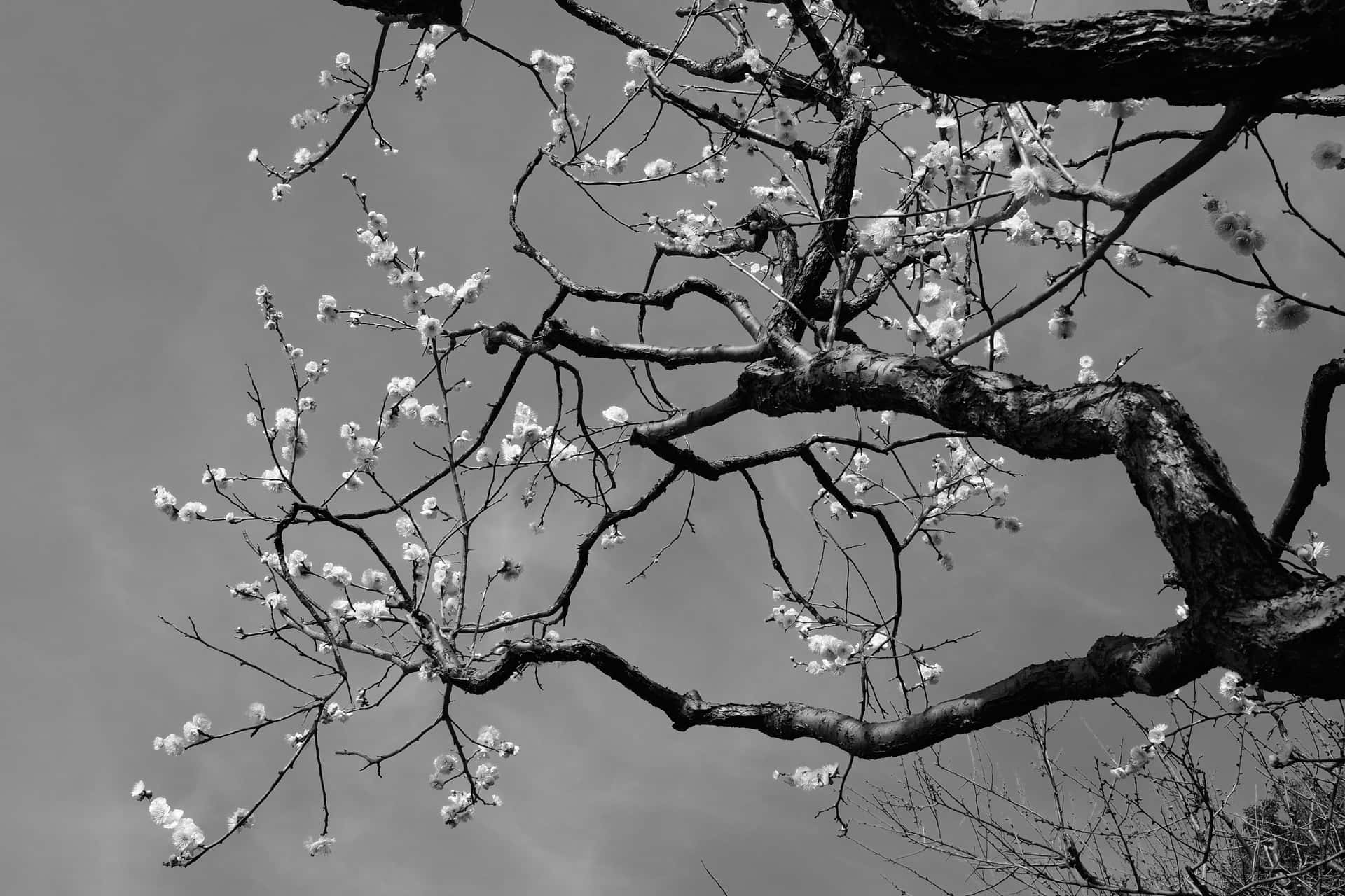 1920x1280 Download Japan Black And White Sakura Tree Wallpaper