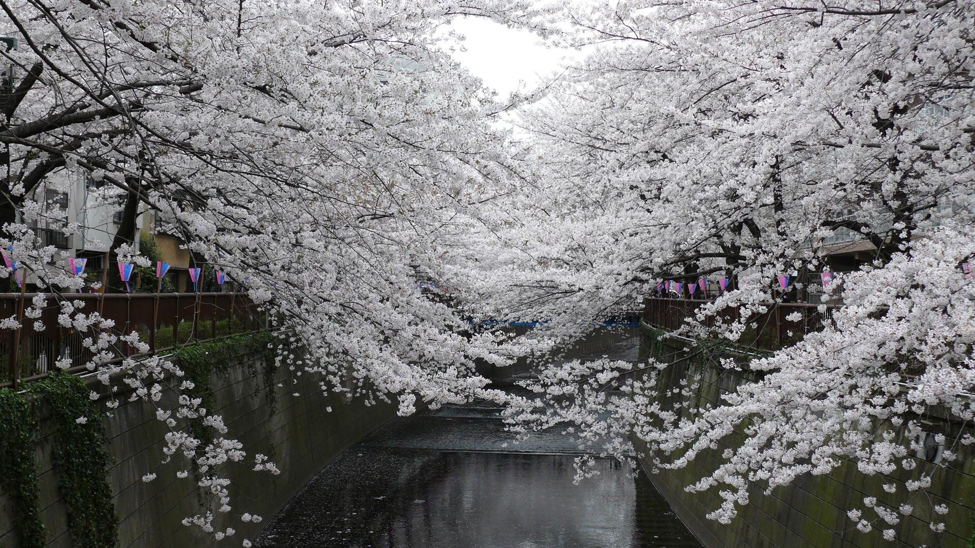 1920x1080 White sakura trees [1920x1080]