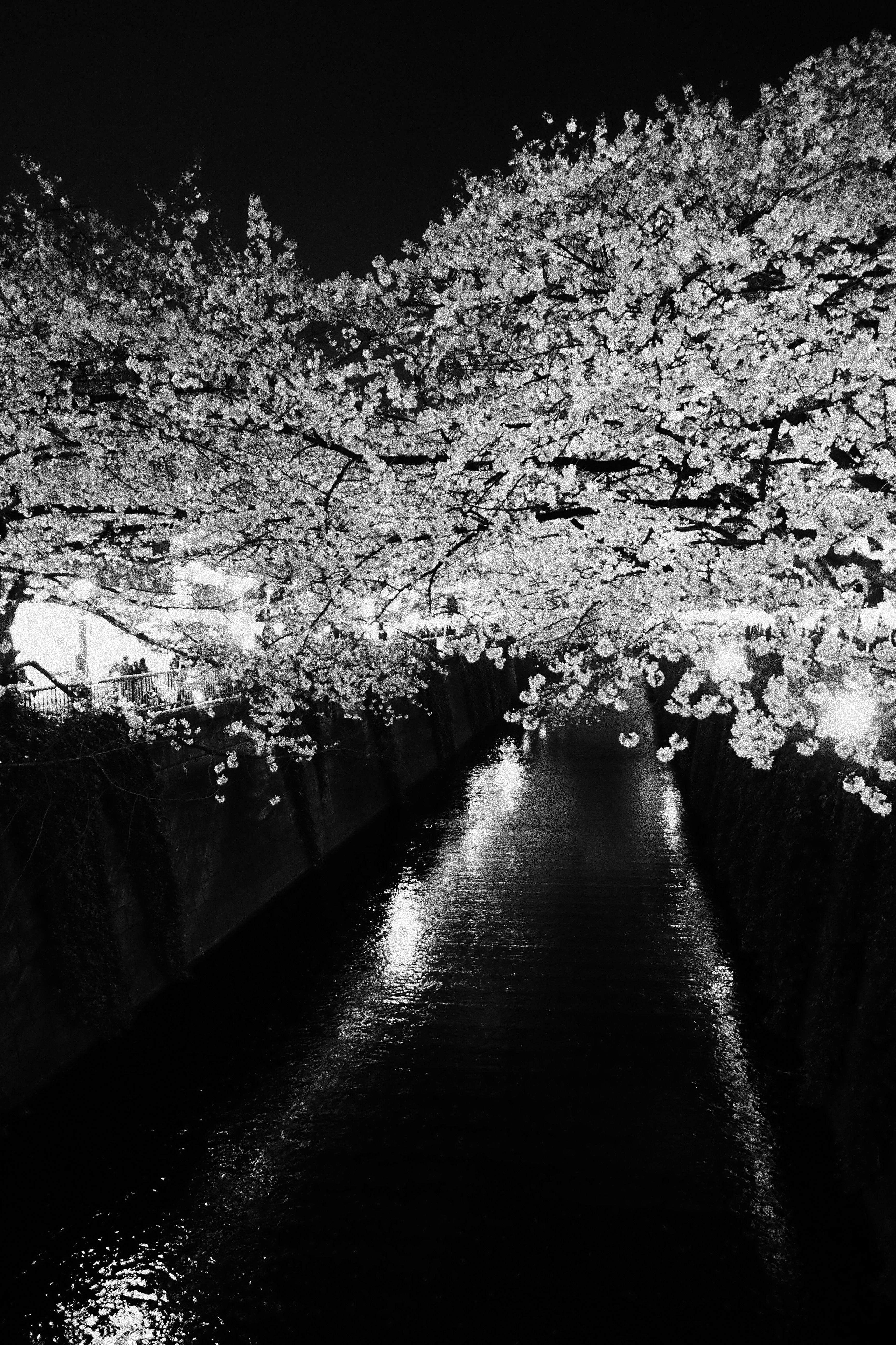 3456x5184 Dark Cherry Blossom Wallpaper