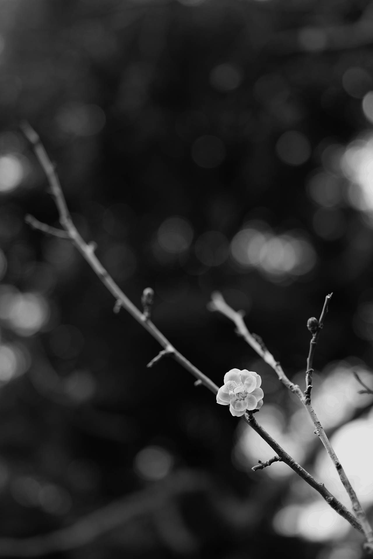 1280x1920 Download Sakura Wallpaper for FREE