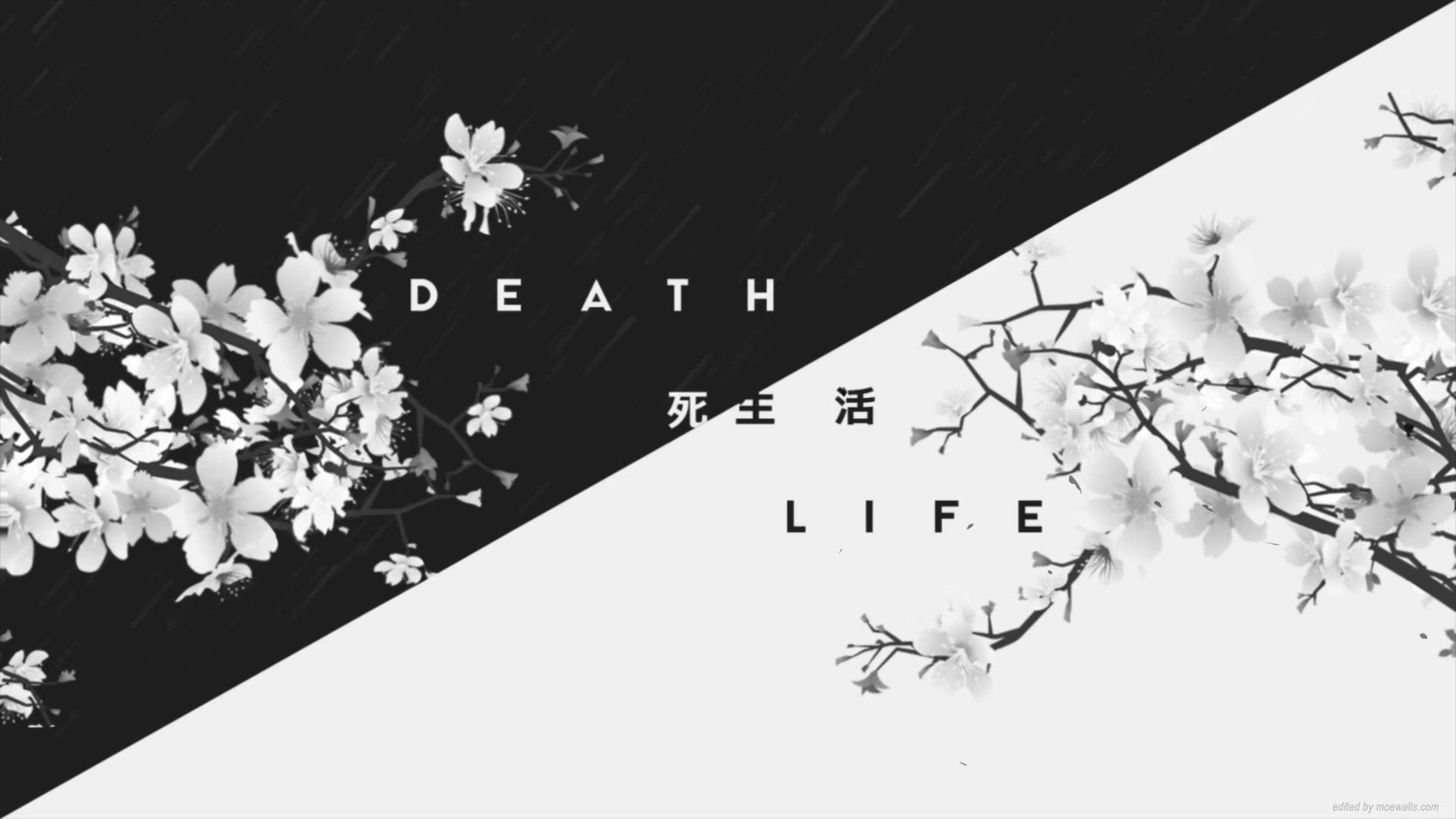 1920x1080 Cherry Blossom Live Wallpaper