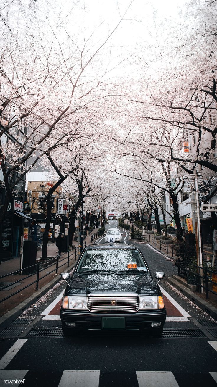 736x1308 Cherry blossom japan