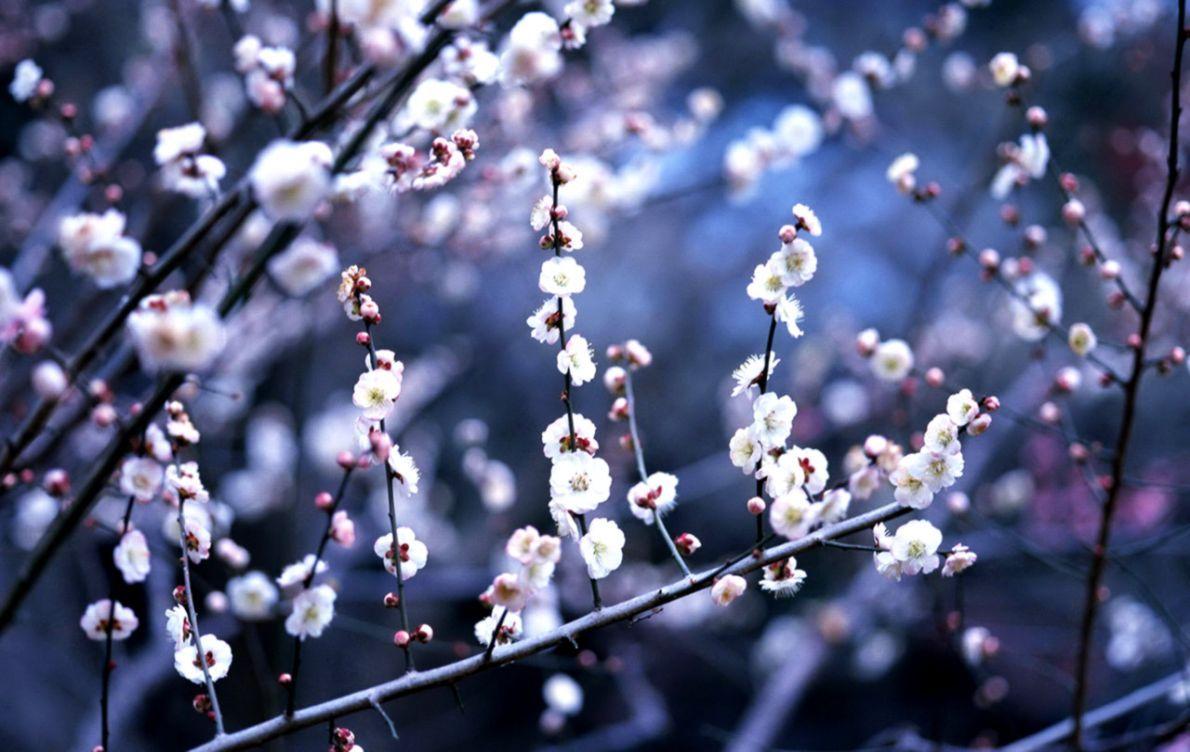 Winter Flower Desktop Wallpapers - Top Free Winter Flower Desktop  Backgrounds - WallpaperAccess