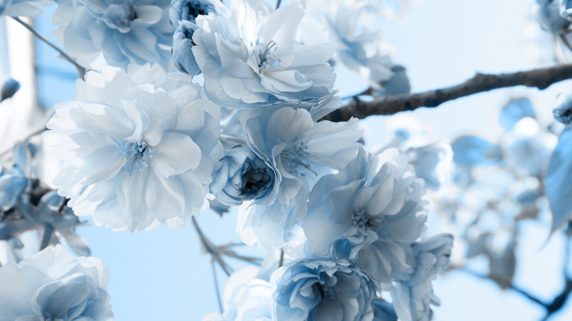Blue Floral Desktop Wallpapers - Top Free Blue Floral Desktop Backgrounds - WallpaperAccess