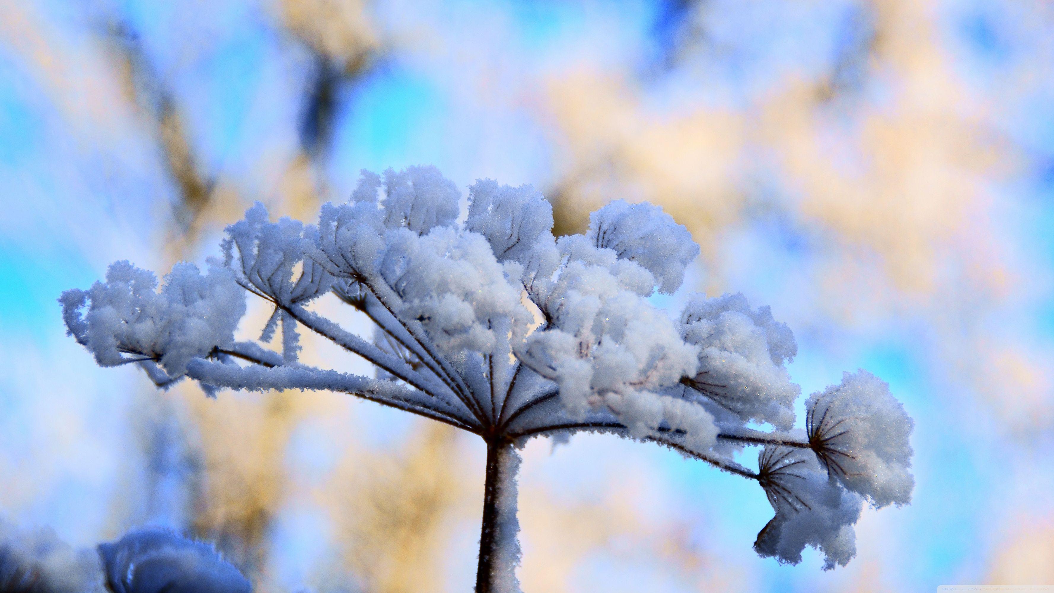 3554x1999 Flower in Snow HD Wallpaper