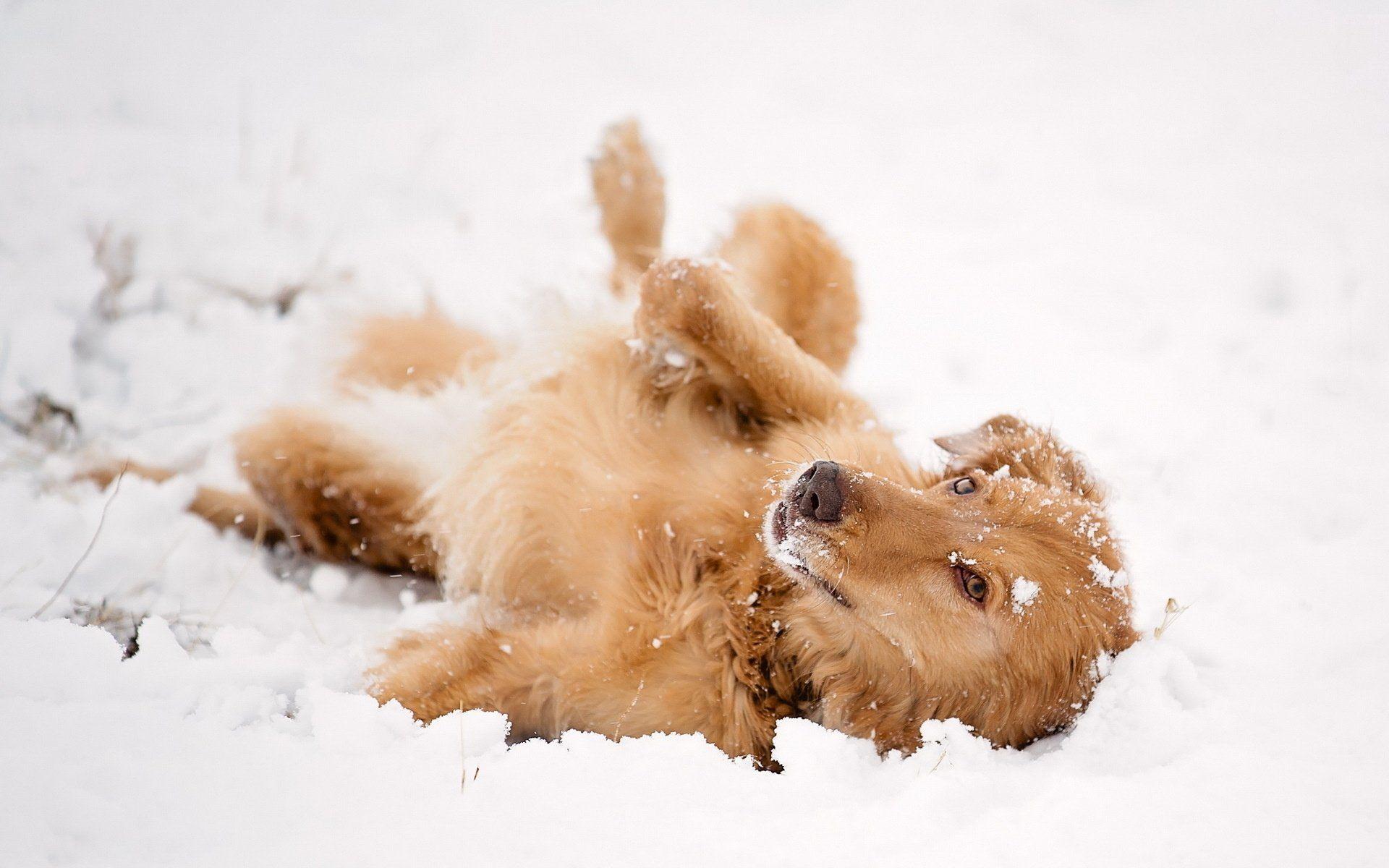 1920x1200 Cute Winter Animal Wallpaper
