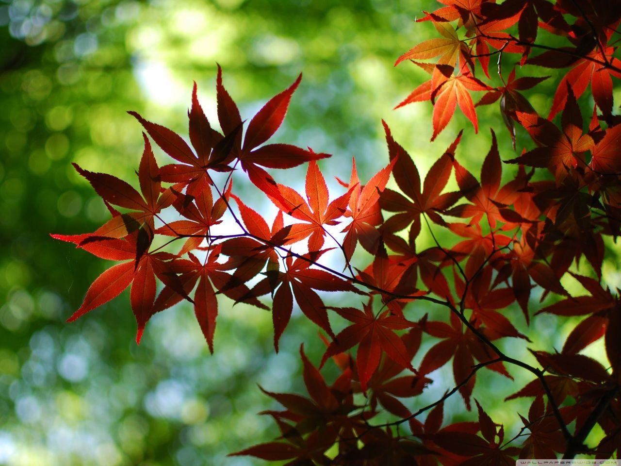 1280x960 Red Maple Tree ❤ 4K HD Desktop Wallpaper for 4K Ultra HD TV
