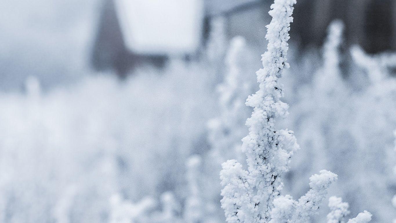 1366x768 wallpaper for desktop, laptop. snow white winter flower