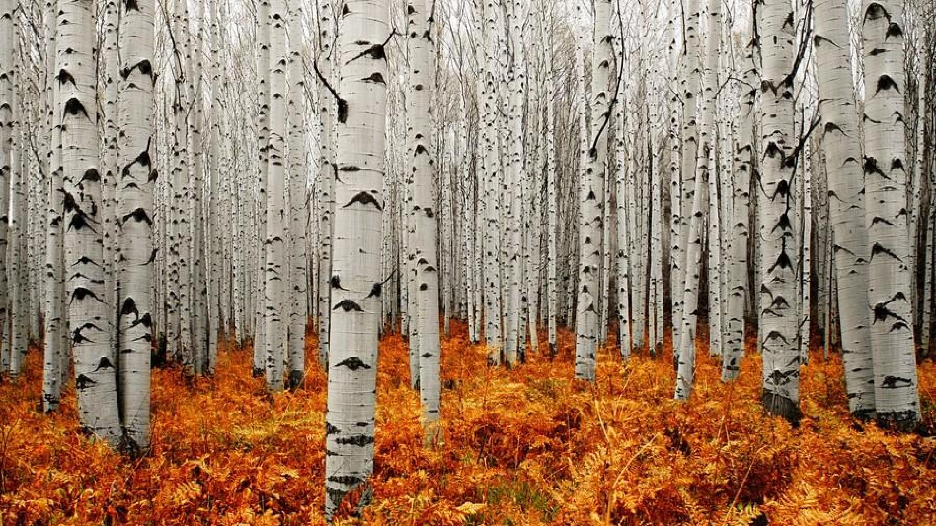 1920x1080 Aspen Tree Wallpaper HD