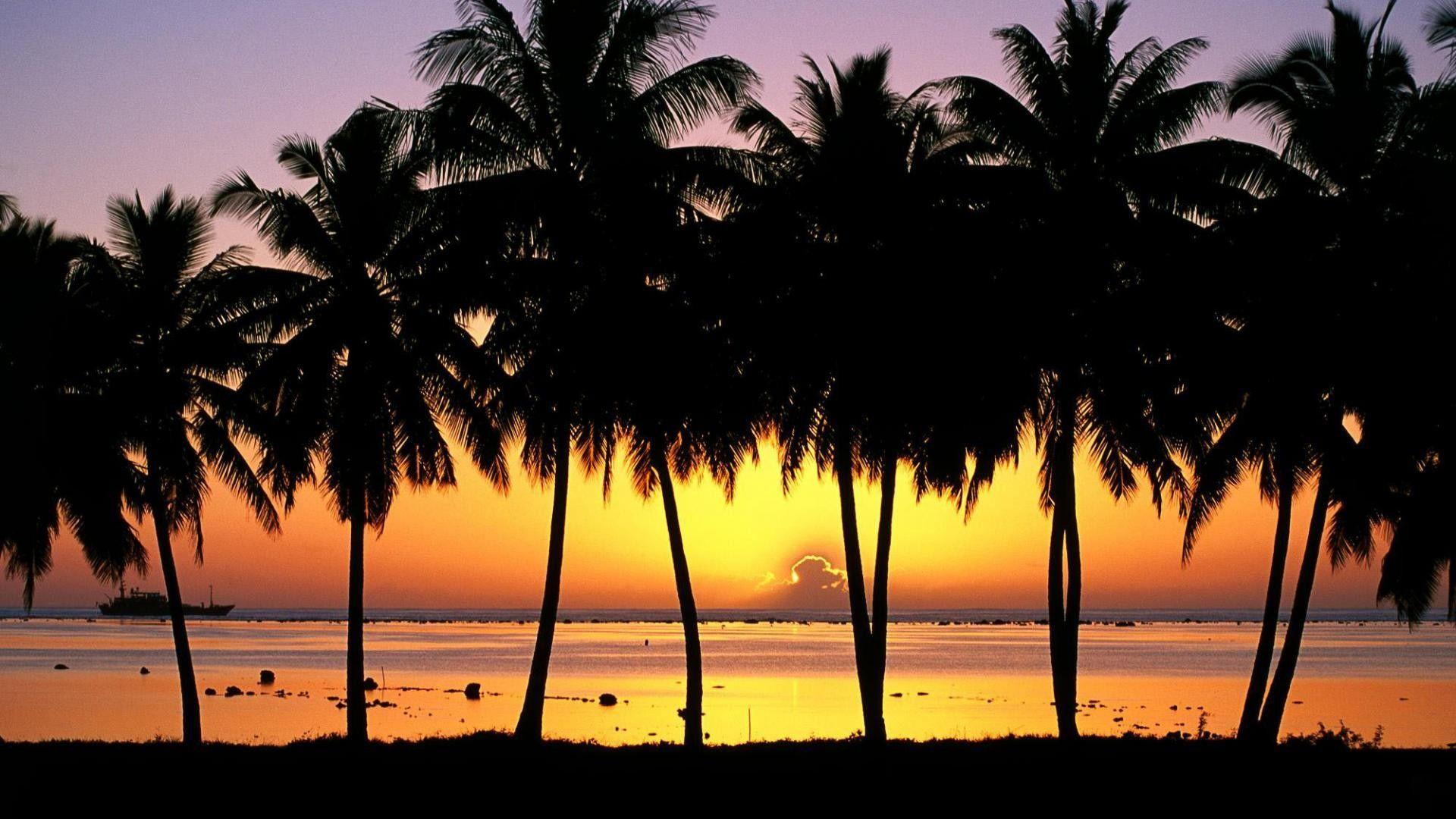1920x1080 Palm Tree Wallpaper Desktop