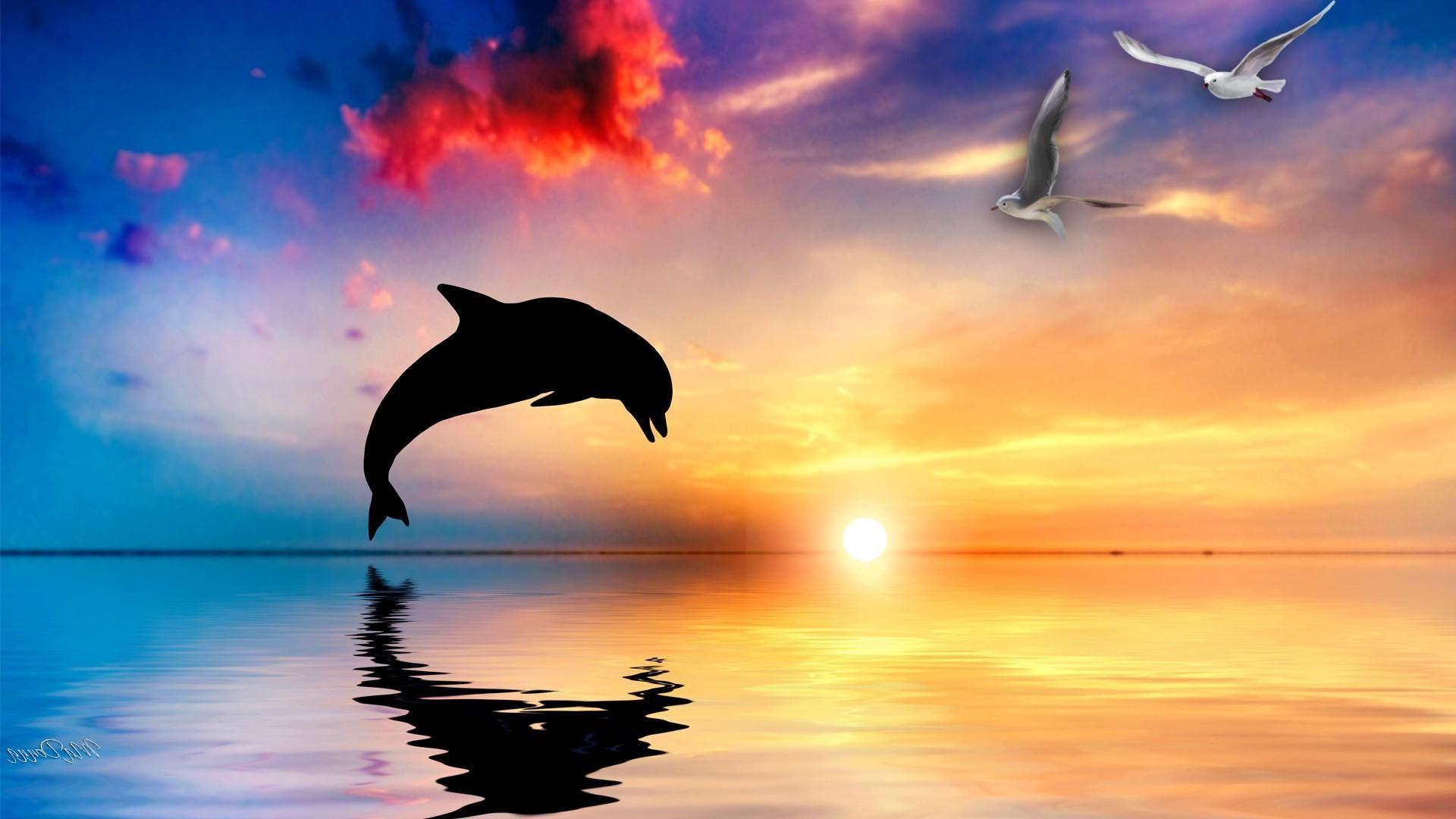 1920x1080 Dolphin Wallpaper HD Picture