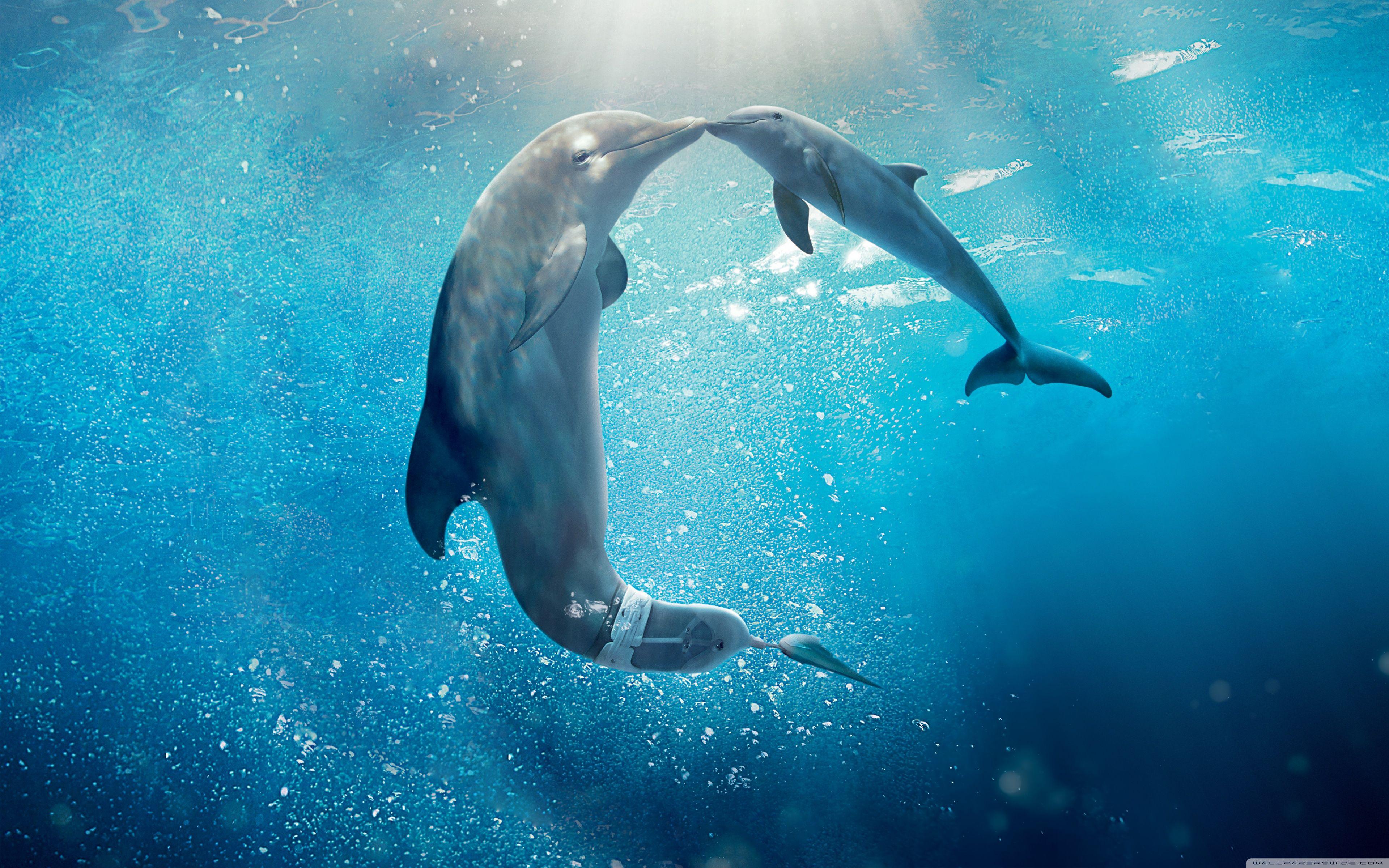 Dolphin Desktop Wallpapers - Top Free Dolphin Desktop Backgrounds ...