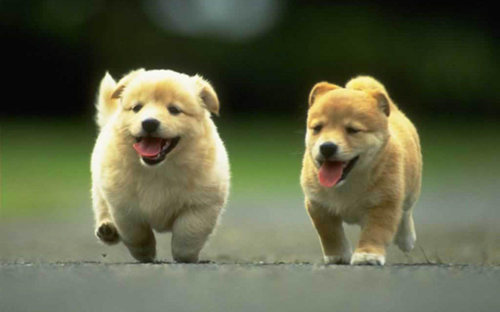 1600x1000 Free download puppies desktop wallpaper puppies background