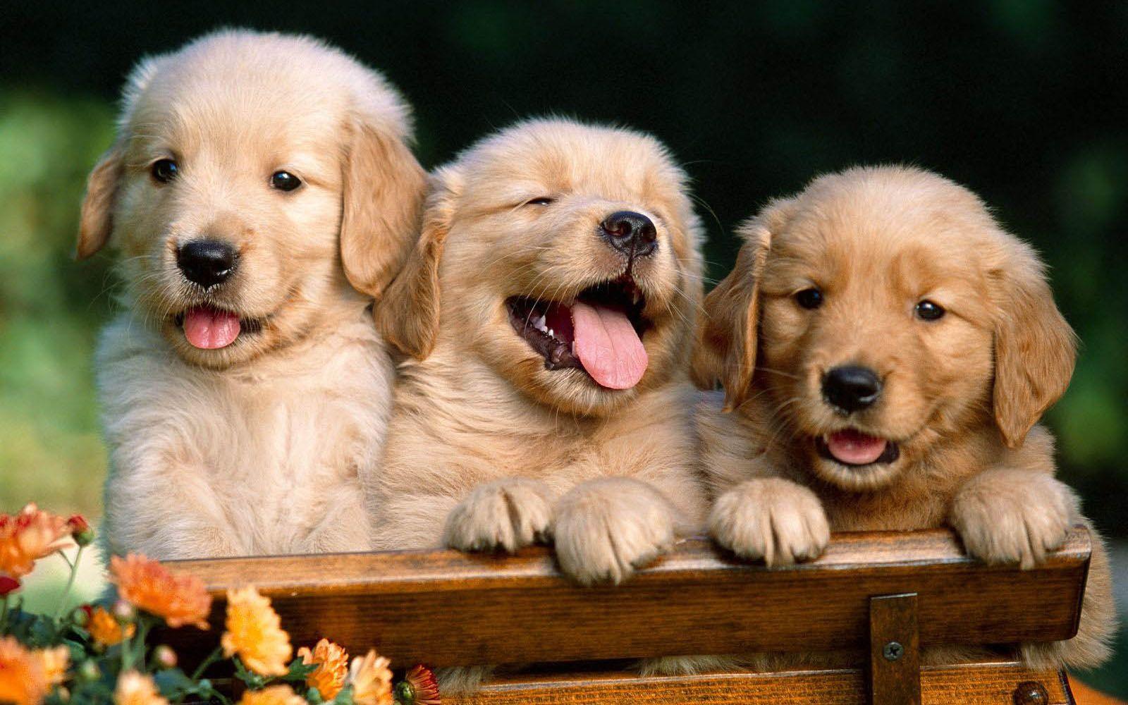 1600x1000 Desktop Wallpaper: Puppies Desktop Wallpaper