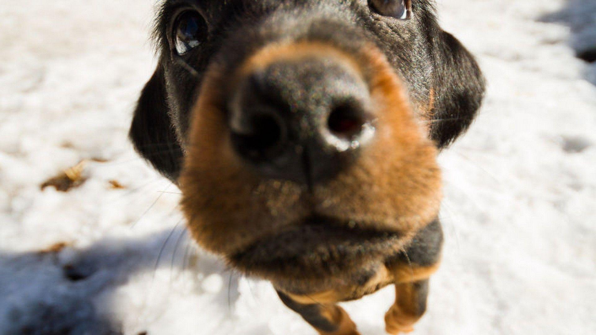 1920x1080 Funny Puppies Desktop Wallpaper. Best HD Wallpaper. Puppies funny, Puppies, Dogs and puppies