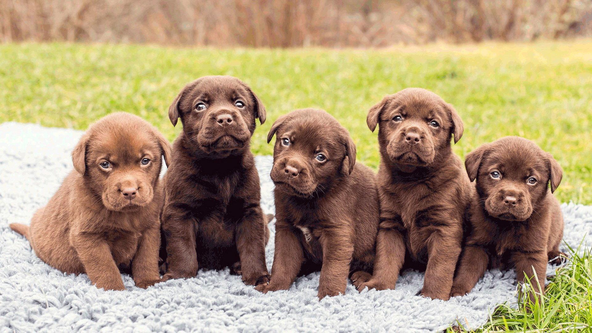 Puppy PC Wallpapers - Top Free Puppy PC Backgrounds - WallpaperAccess
