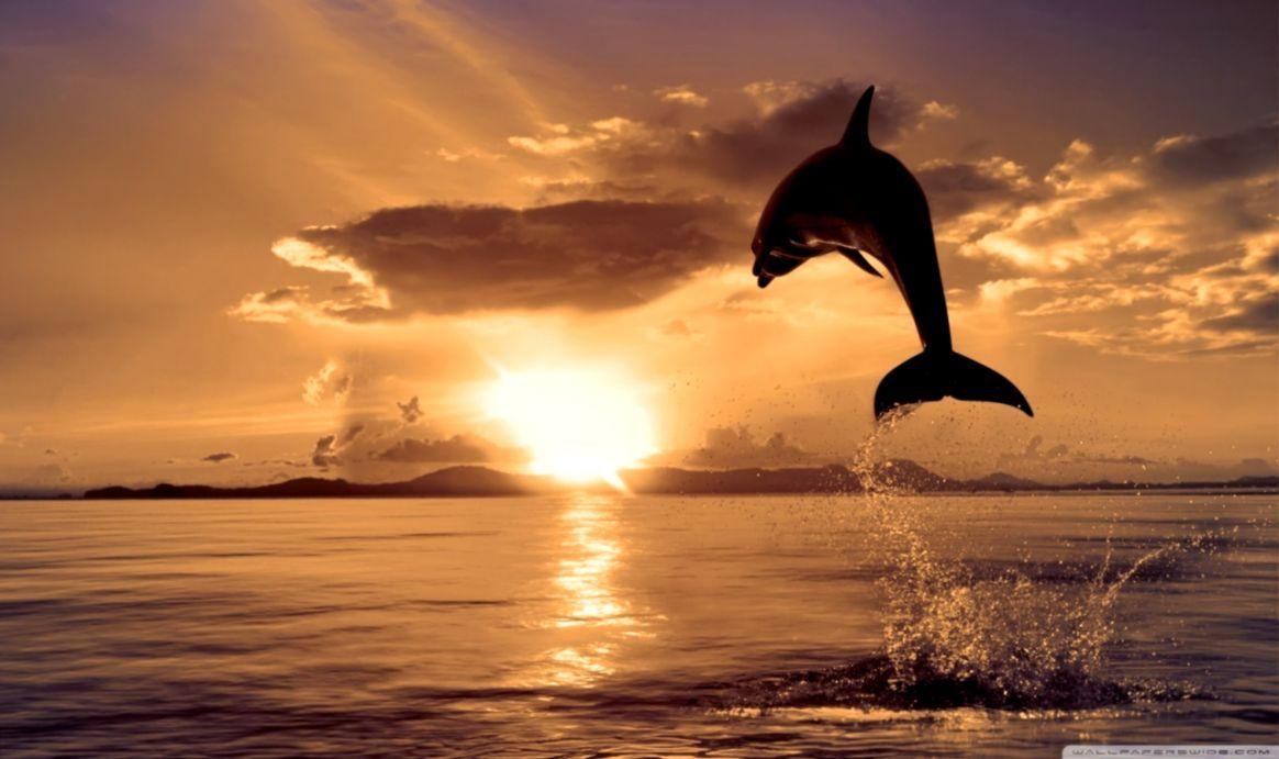 1164x691 Dolphin Desktop Wallpaper
