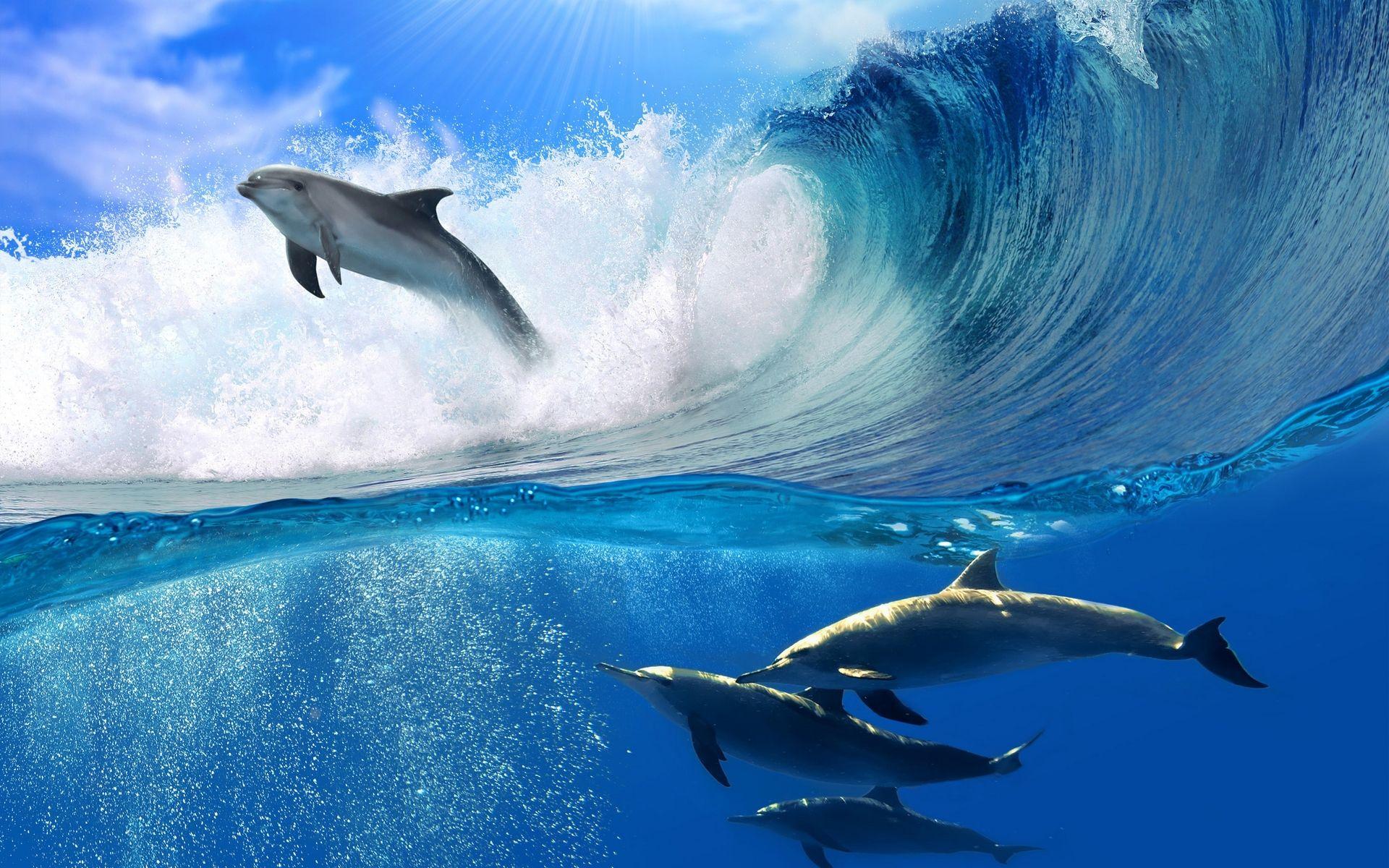 1920x1200 Playing Dolphins
