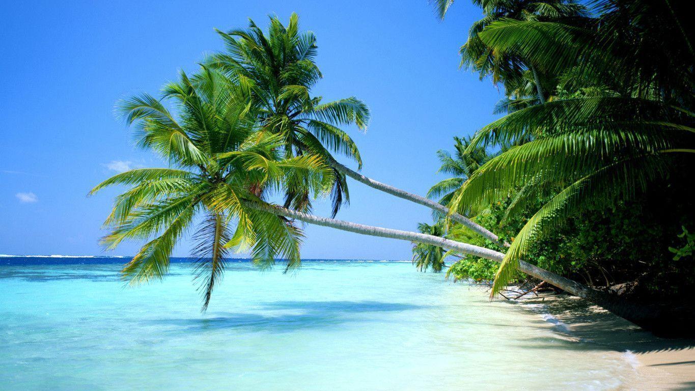 Tropical Beaches Desktop Wallpapers - Top Free Tropical Beaches Desktop  Backgrounds - WallpaperAccess