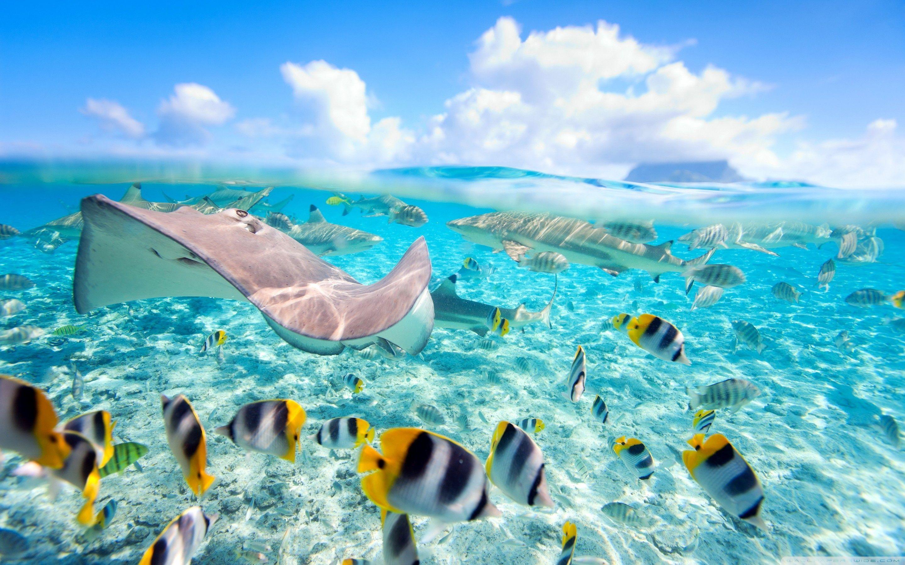 Underwater World Wallpapers Top Free Underwater World Backgrounds Wallpaperaccess