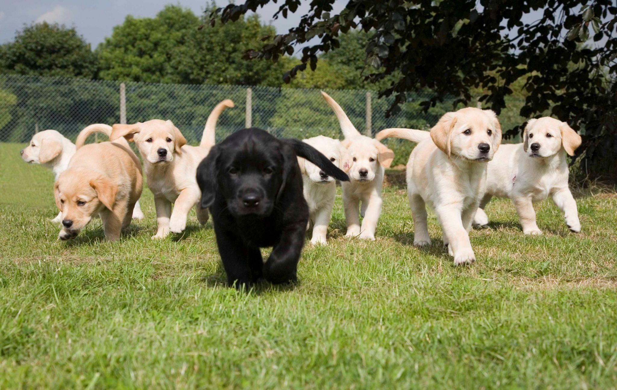 2048x1295 puppies desktop wallpaper HD pics. Other. Tokkoro