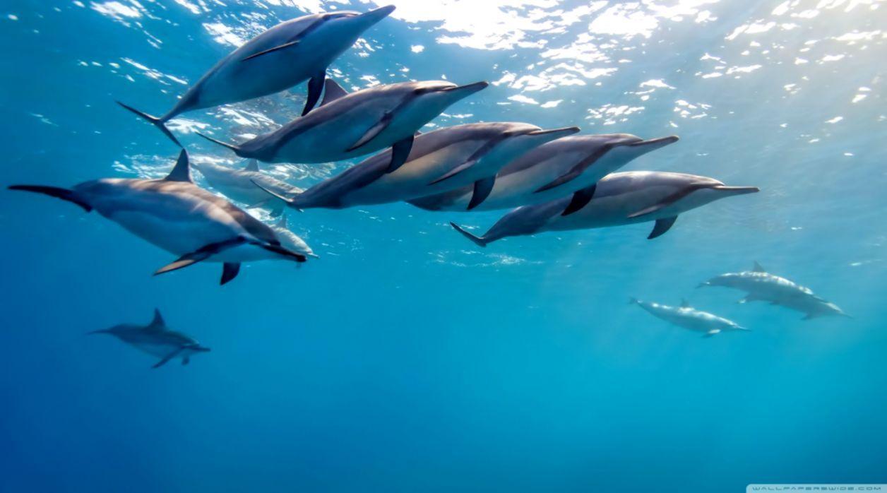 1256x698 Underwater Dolphin Wallpaper