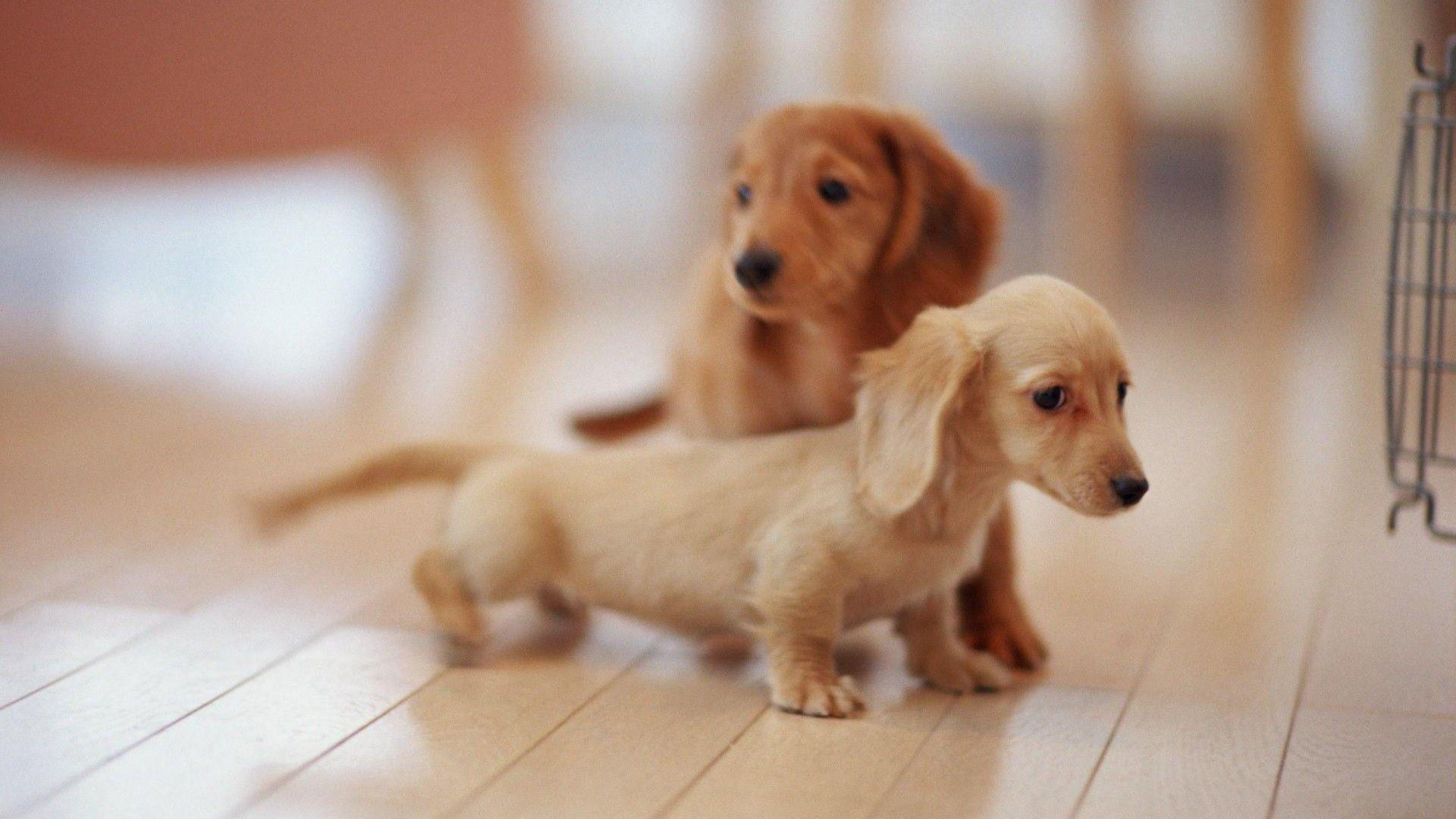1920x1080 Cute Puppies Picture Desktop Wallpaper Cute Wallpaper