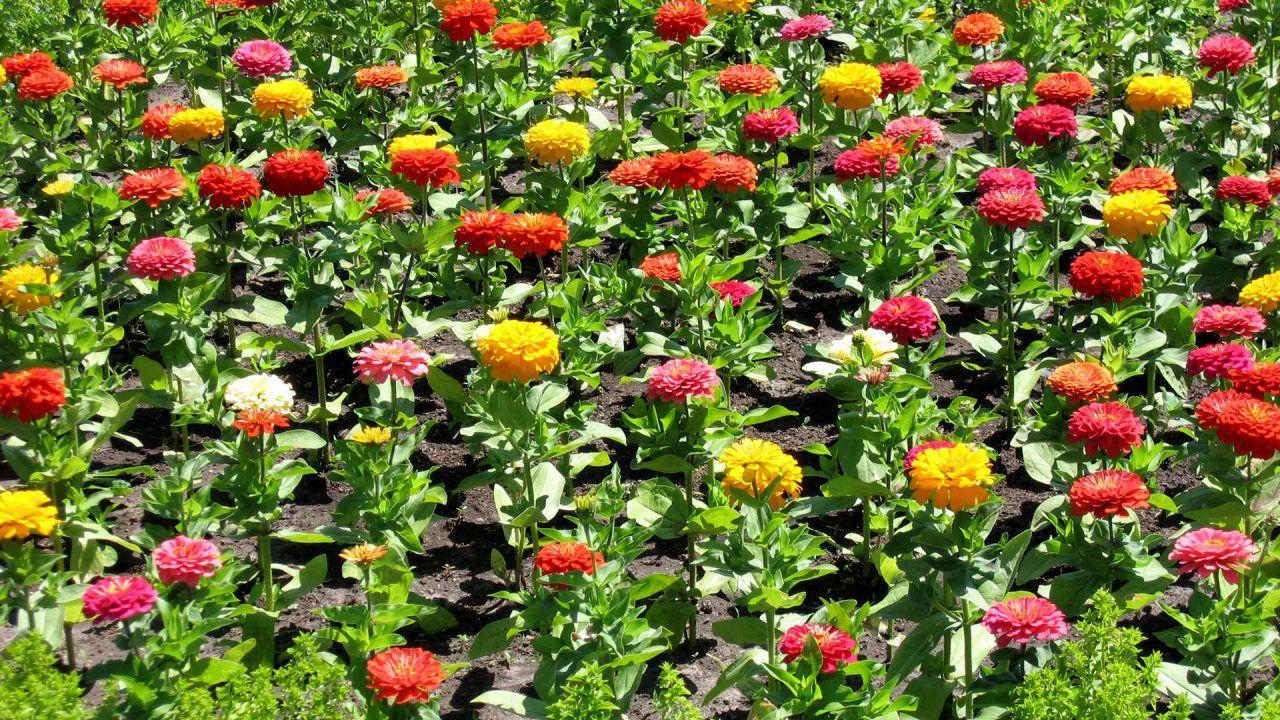 1280x720 Beautiful, Zinnia, (Ciniya), At, Their, Summer, Cottage
